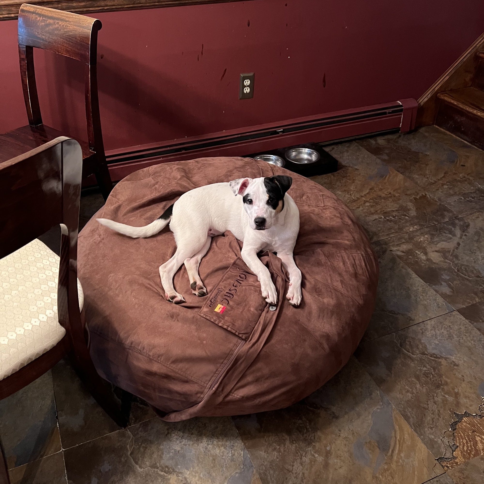 Brook Farm Veterinary Center Patterson