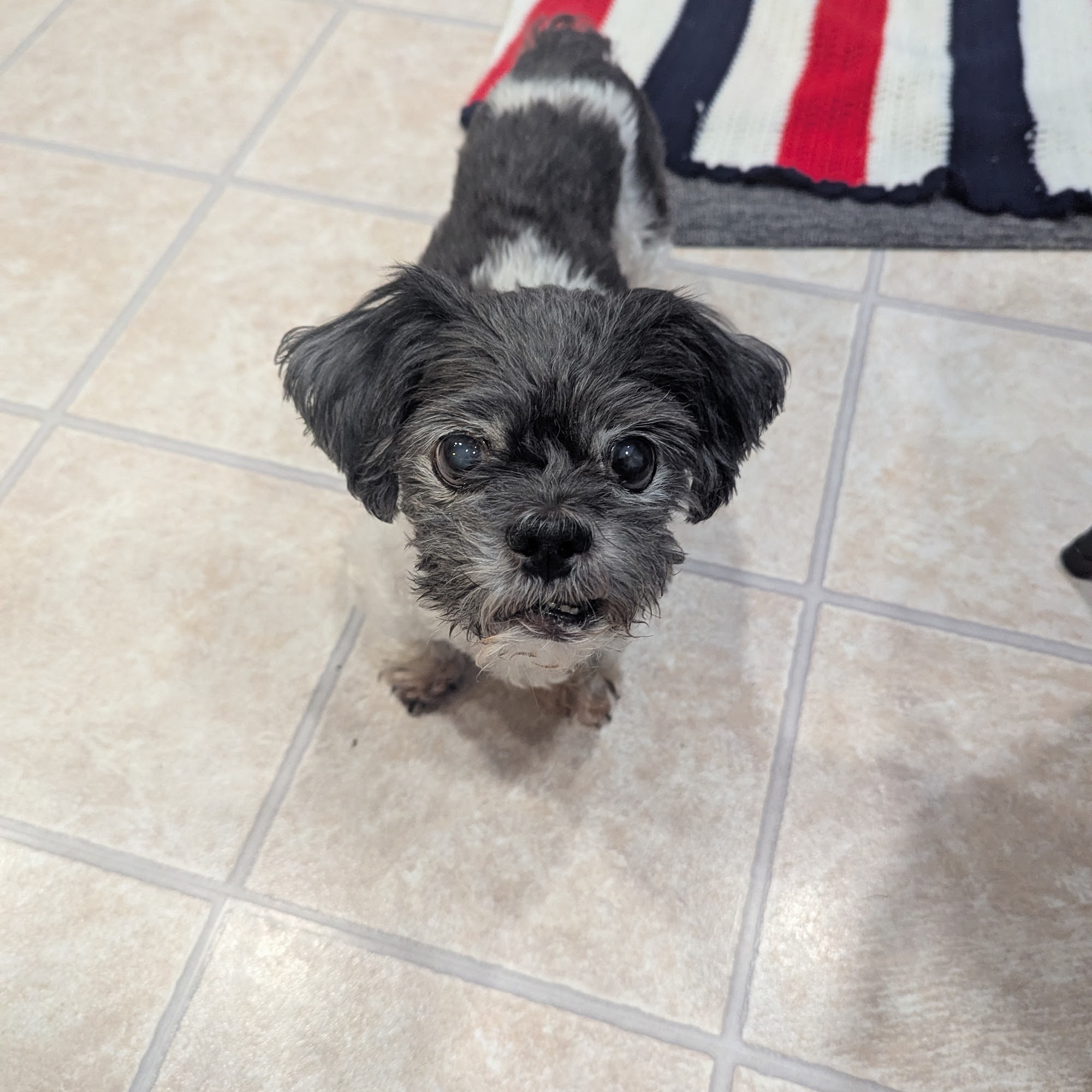 Putnam Vet Calls 24 NY-292, Patterson New York 12563