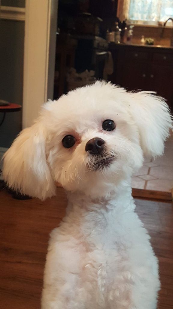 Purrfect Paws Grooming and Daycare Pearl River