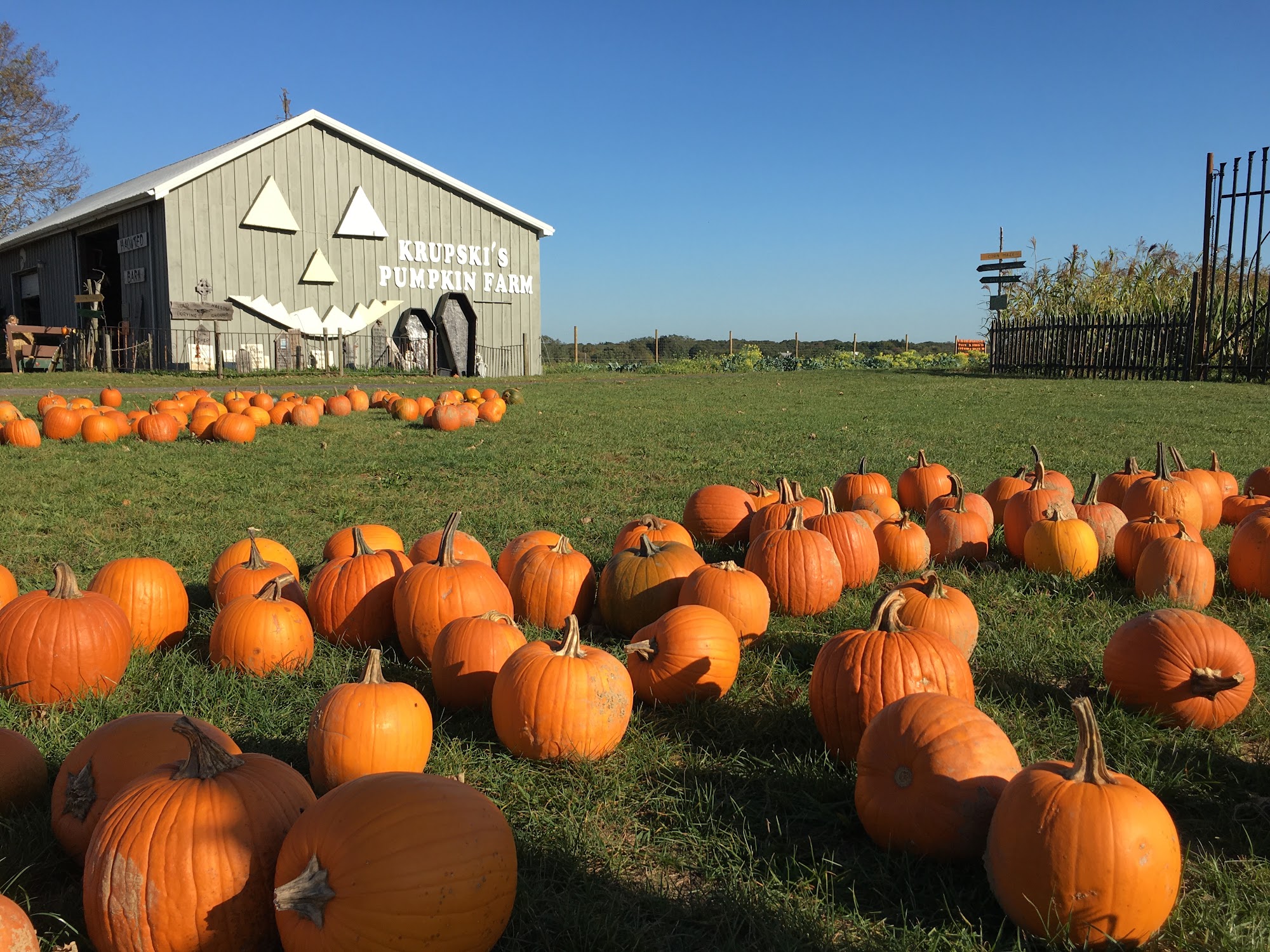 krupski farm Peconic