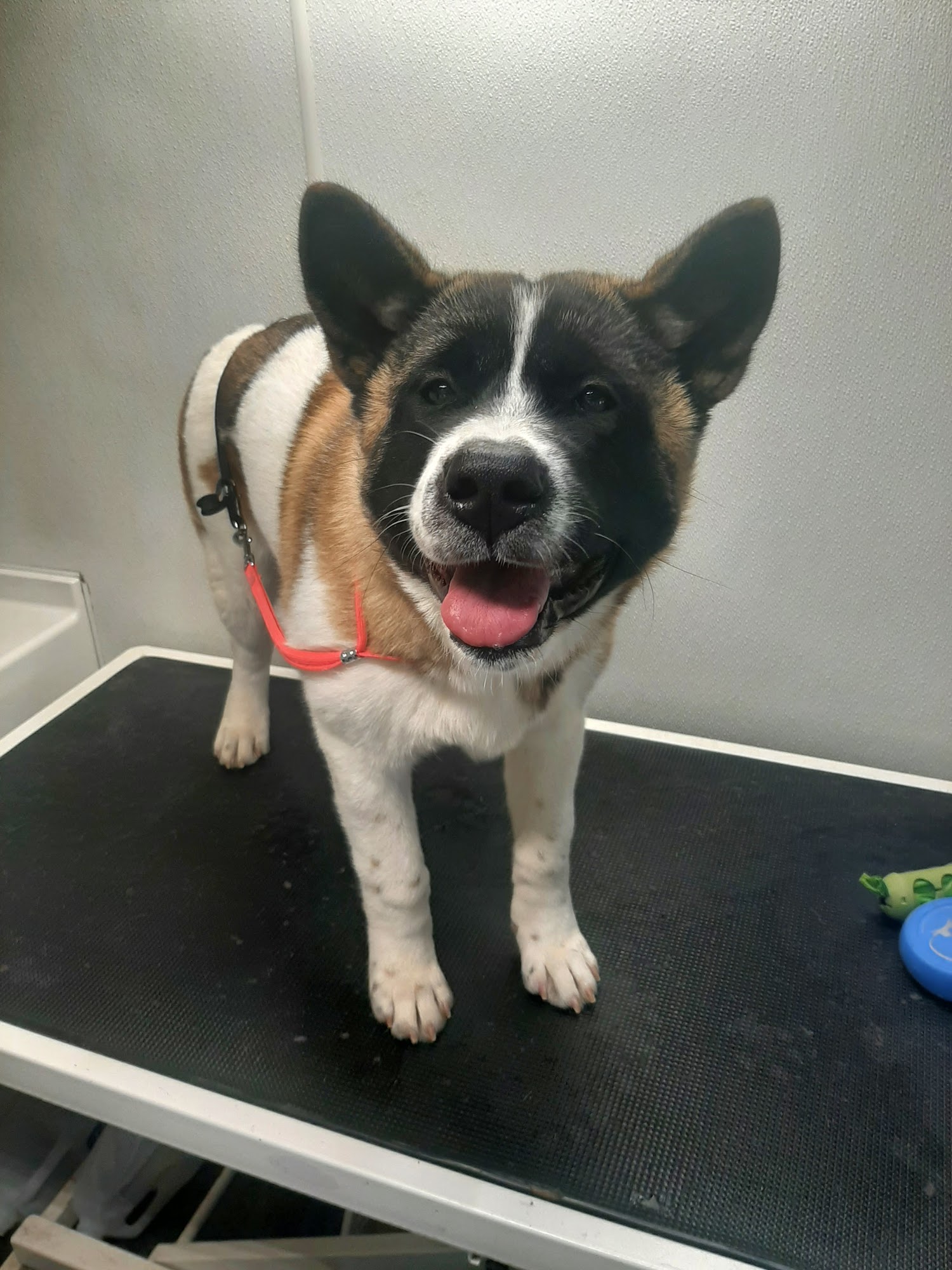 Precision Mobile Pet Grooming Peekskill