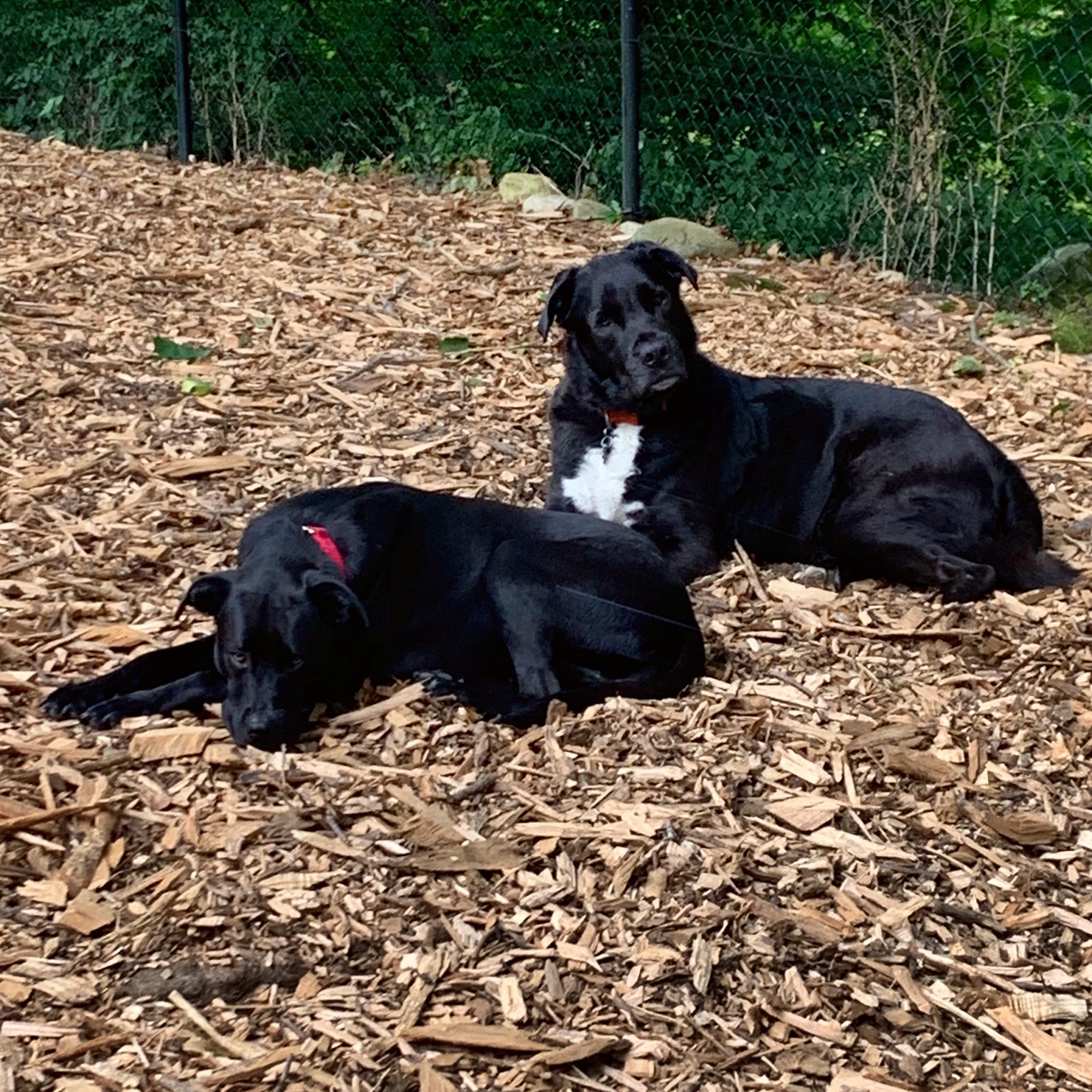 Karen's K9 Way Pet Services, LLC Peekskill