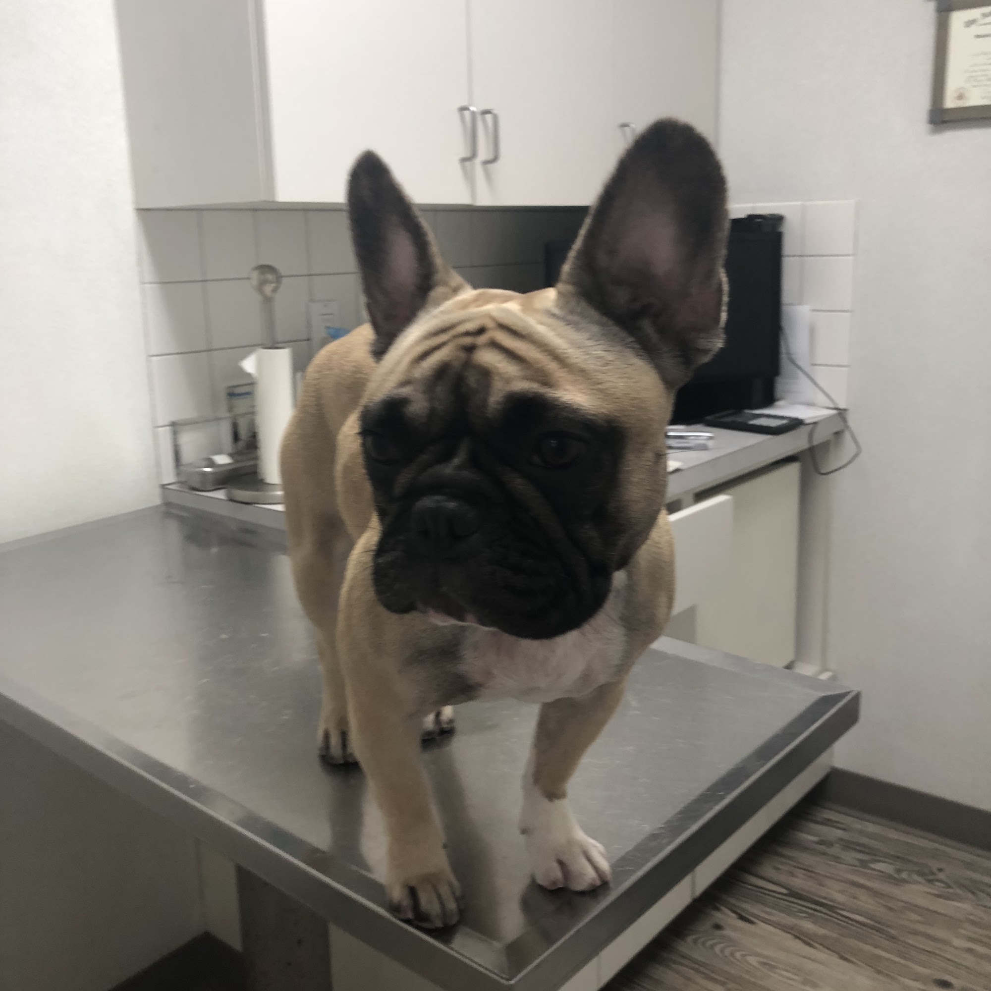 Manor Veterinary Clinic Pelham