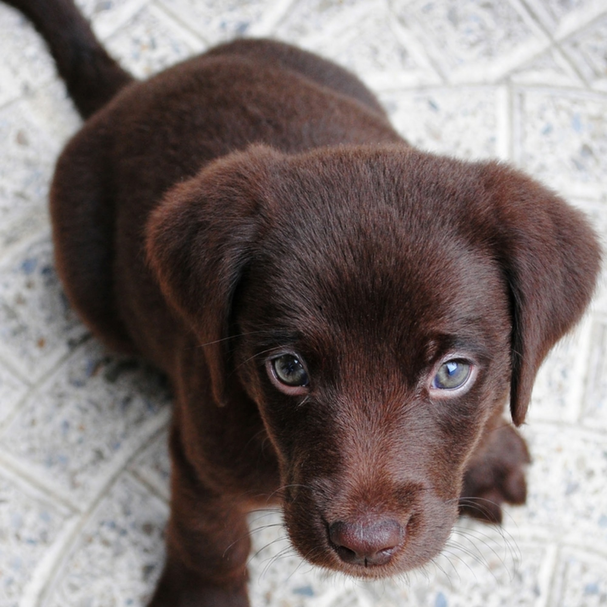 Clark Animal Care Center Penfield