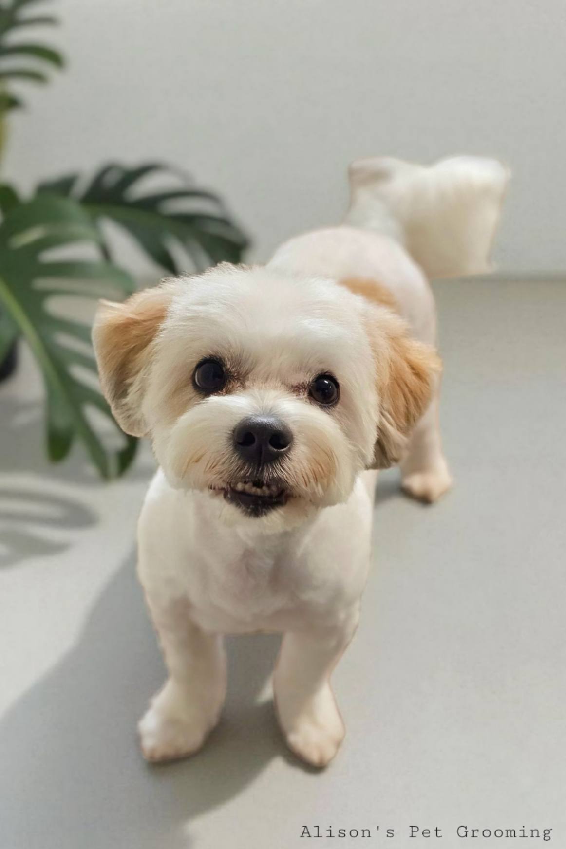 Alison's Pet Grooming Penn Yan