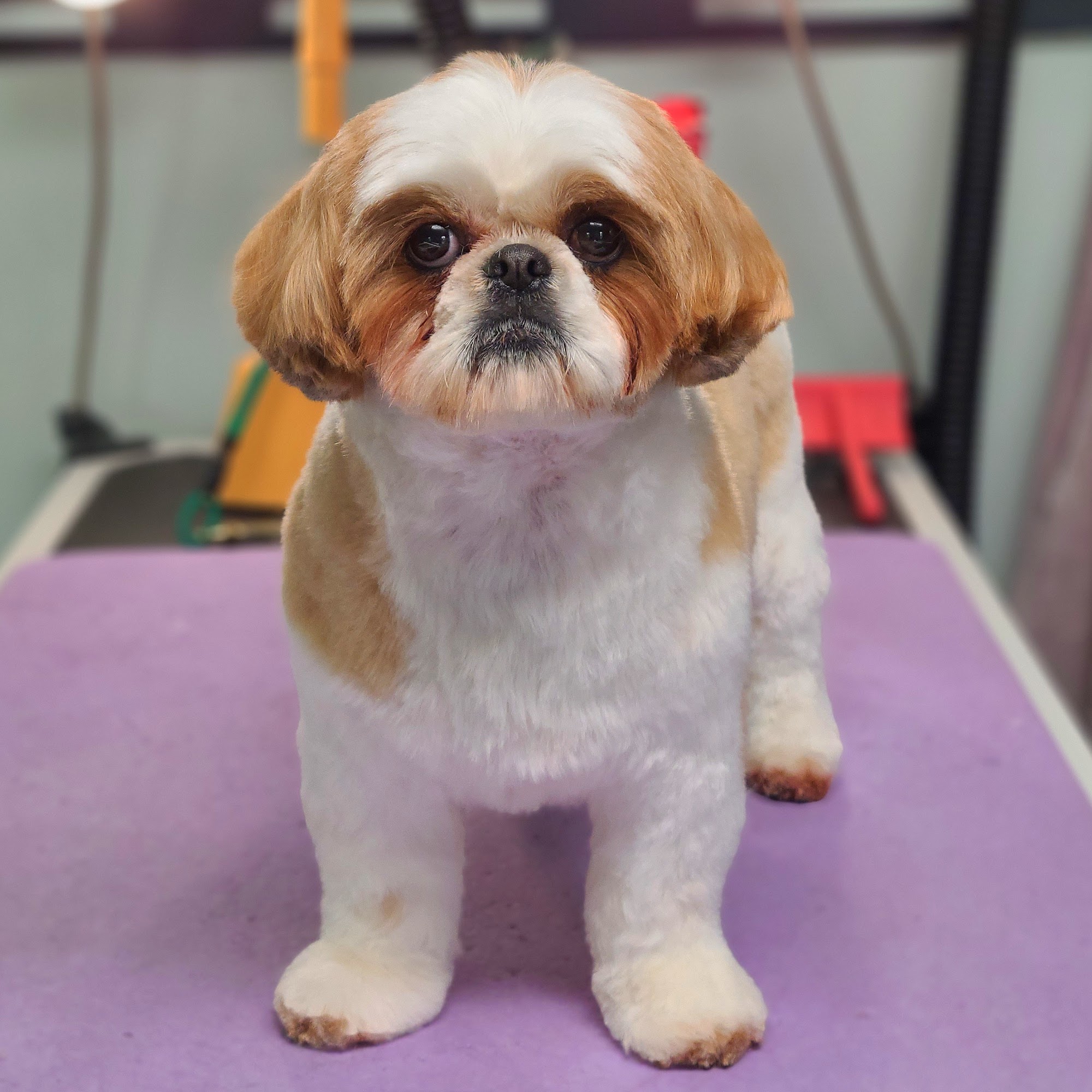 Alison's Pet Grooming Penn Yan