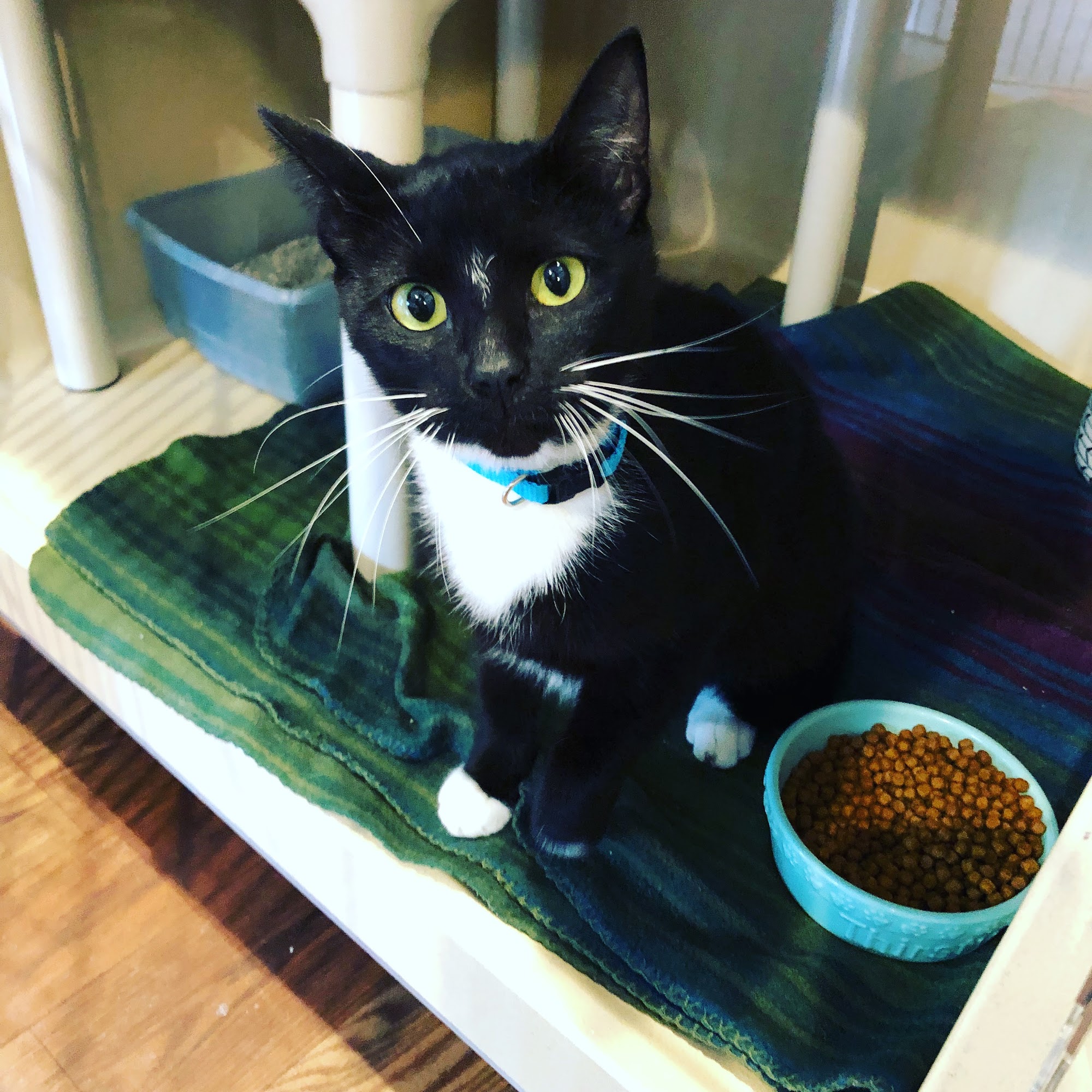 Humane Society of Yates County-Shelter of Hope Penn Yan