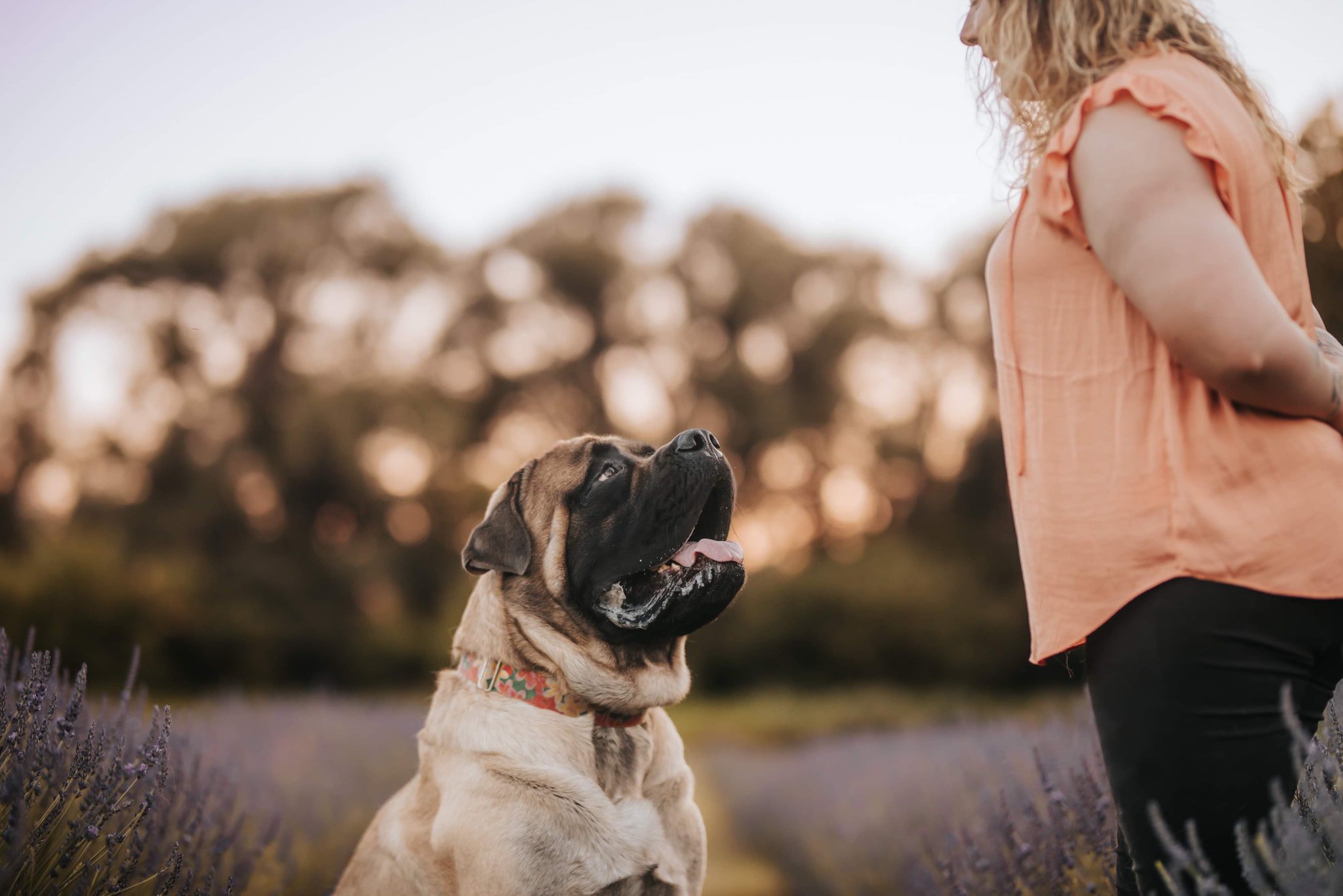 Paws Perrydise Perry