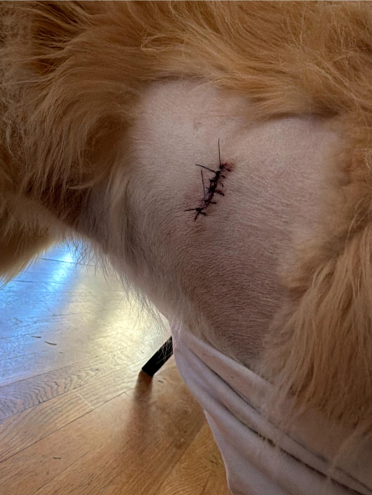 The Dog House Grooming By Tracy Pine Bush