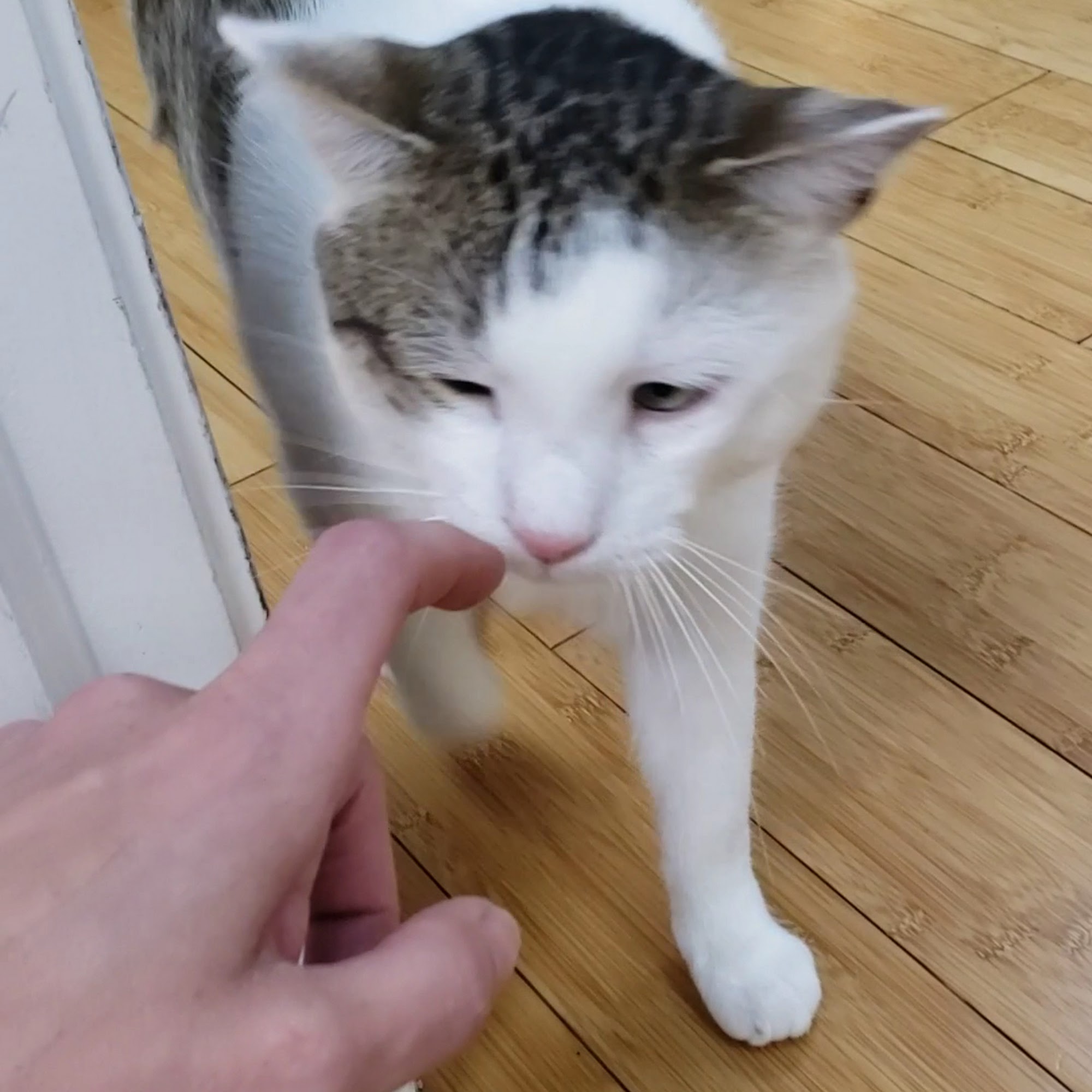 Cats Exclusively Veterinary Hospital Pittsford