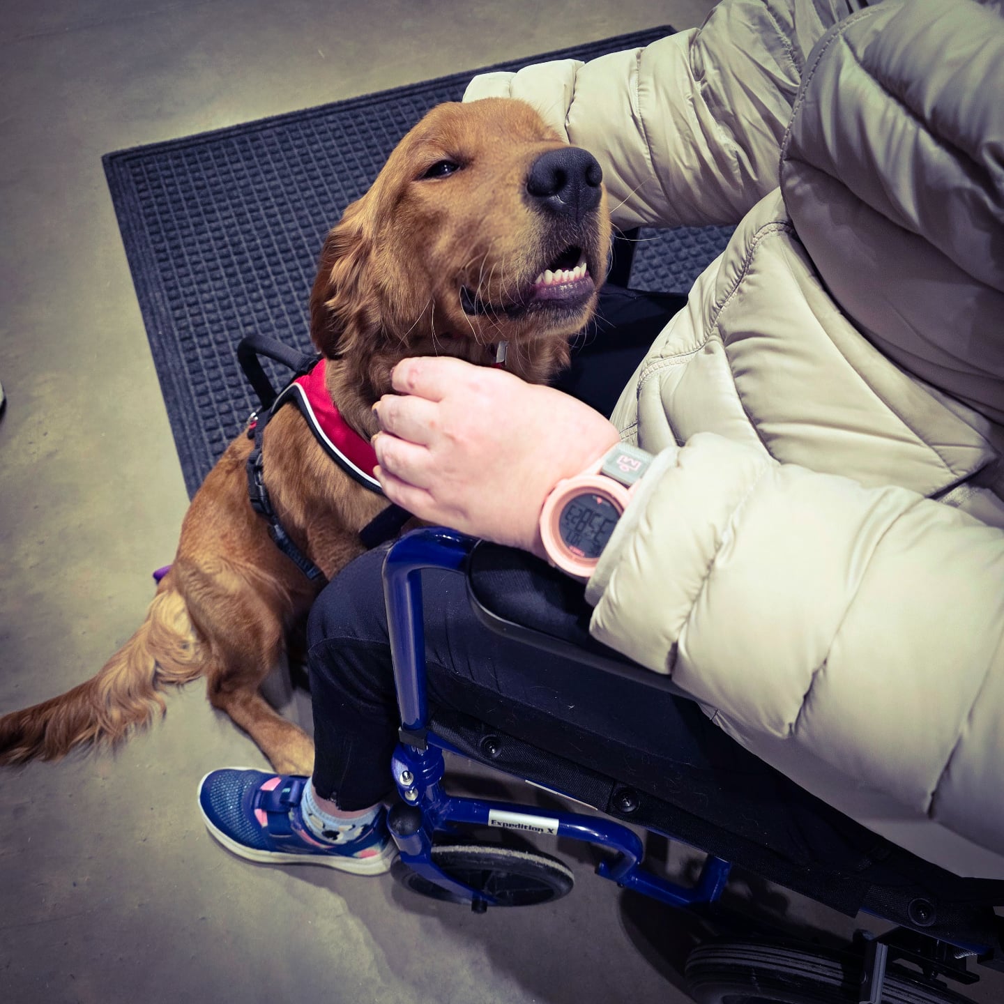 Rochester NY Dogs Pittsford