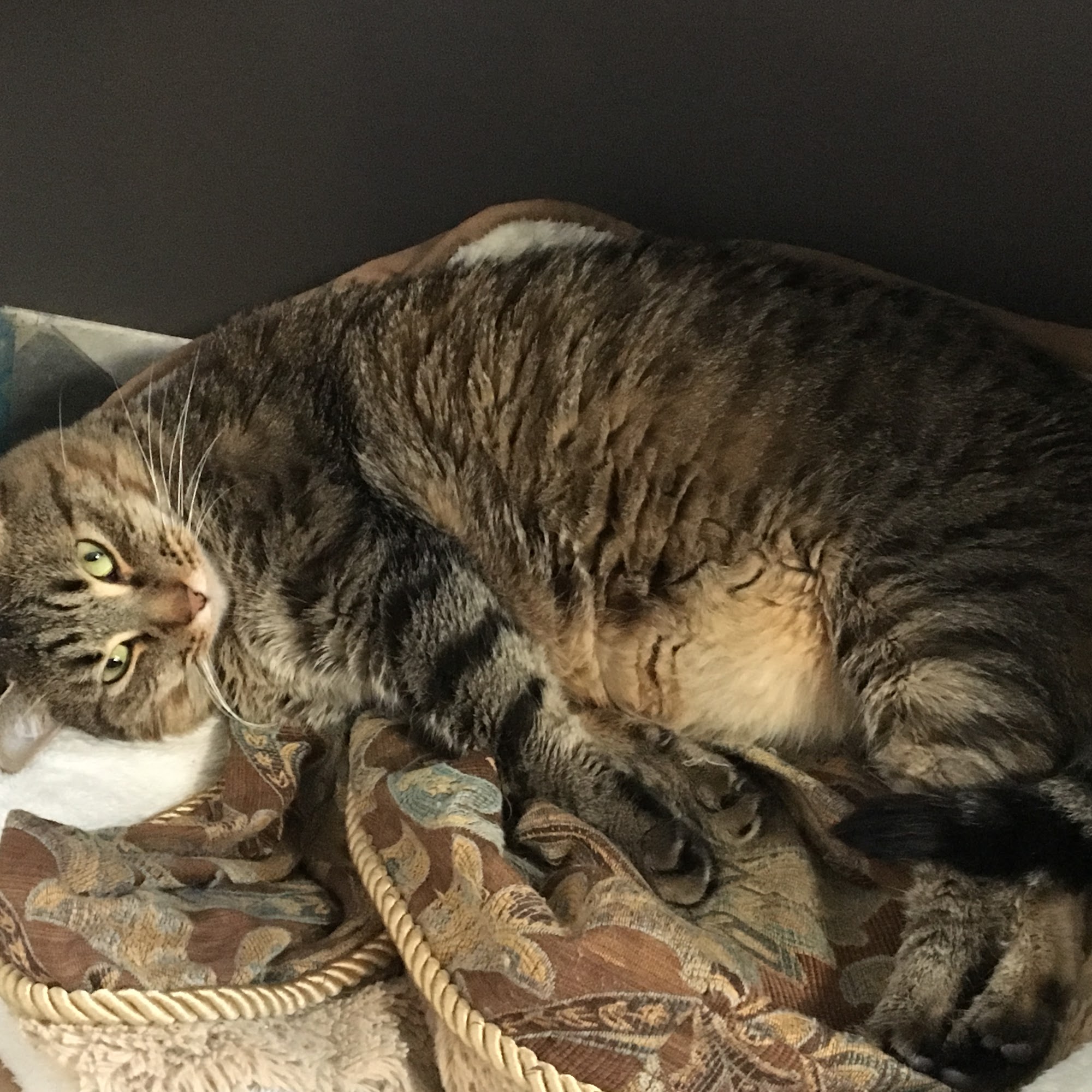 Animal Care Center of Plainview Plainview