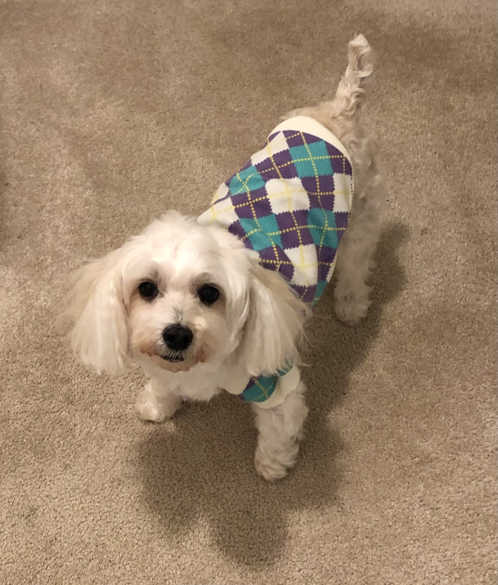 Champlain Valley Veterinary Services Plattsburgh