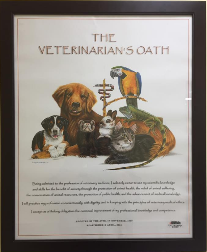 Palmer Veterinary Clinic Plattsburgh