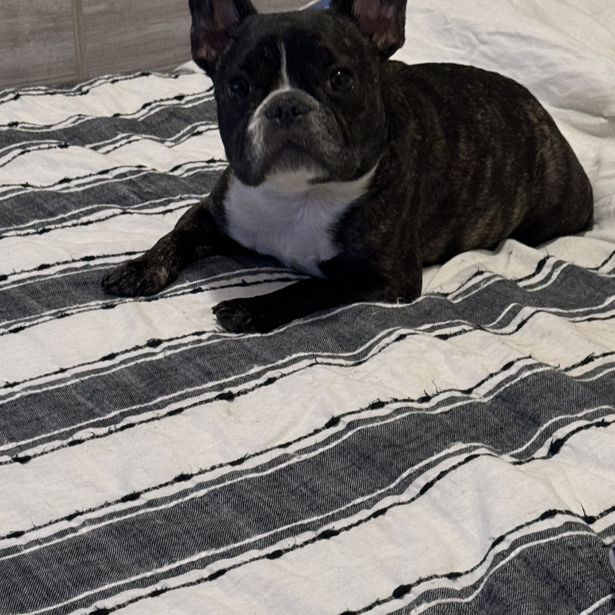 Pleasant Valley Animal Hospital Pleasant Valley