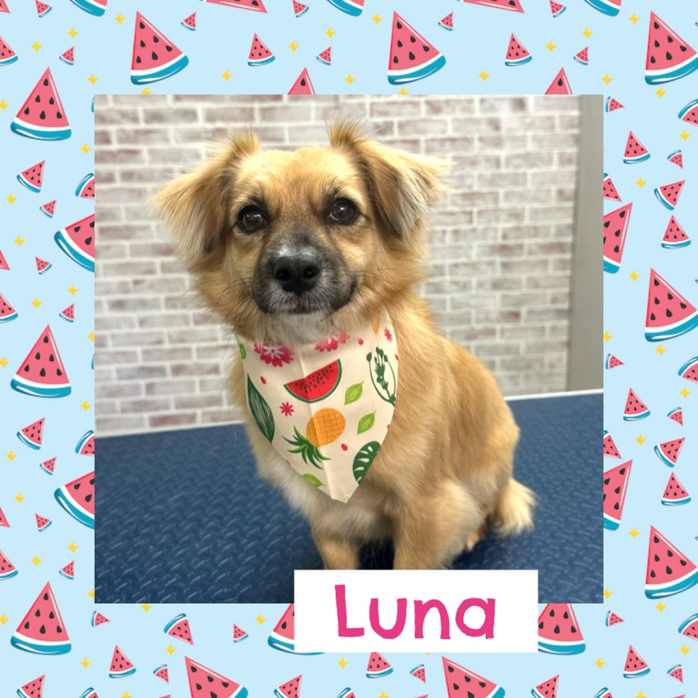 Peace, Love, and Paws Dog Grooming Pleasant Valley