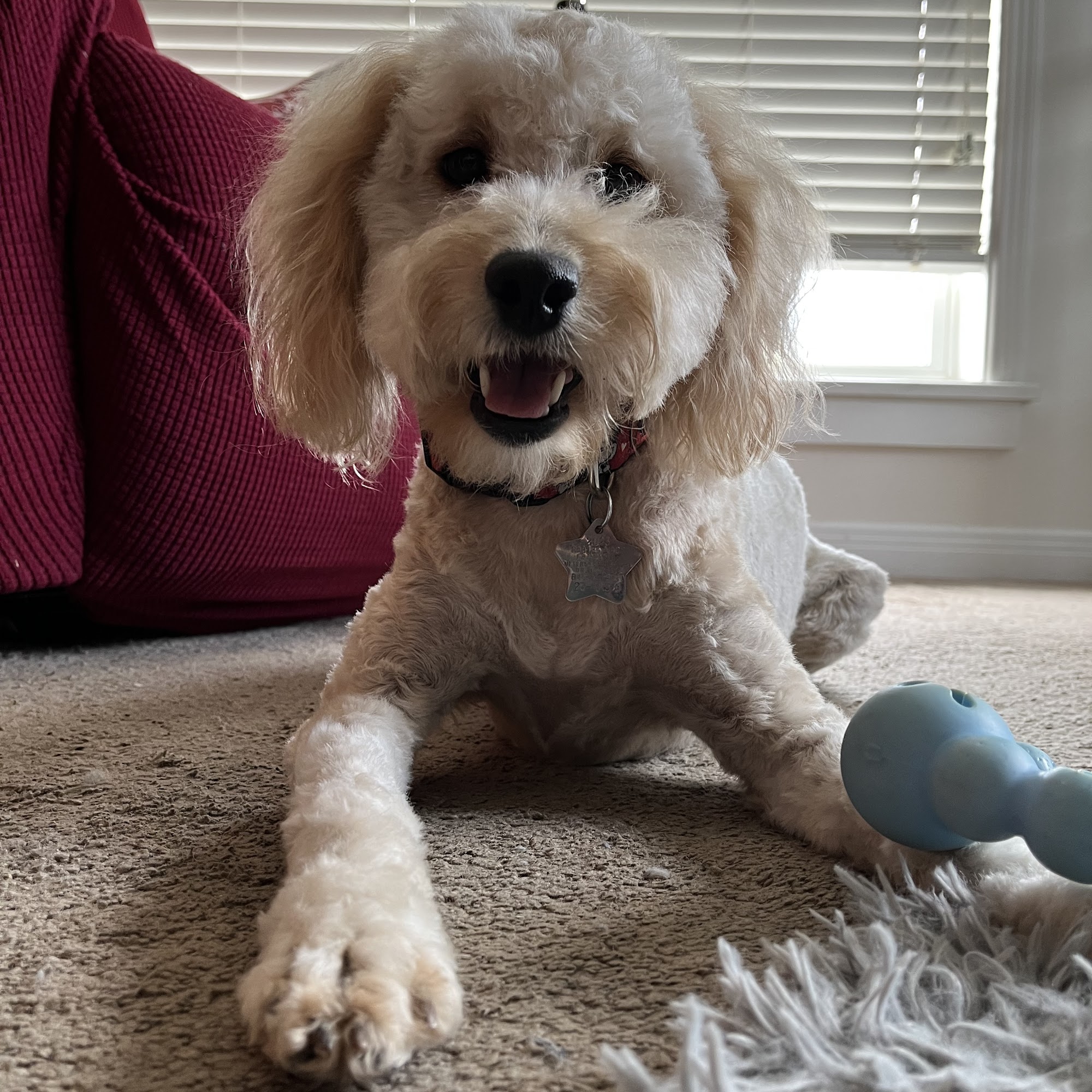 Peace, Love, and Paws Dog Grooming Pleasant Valley