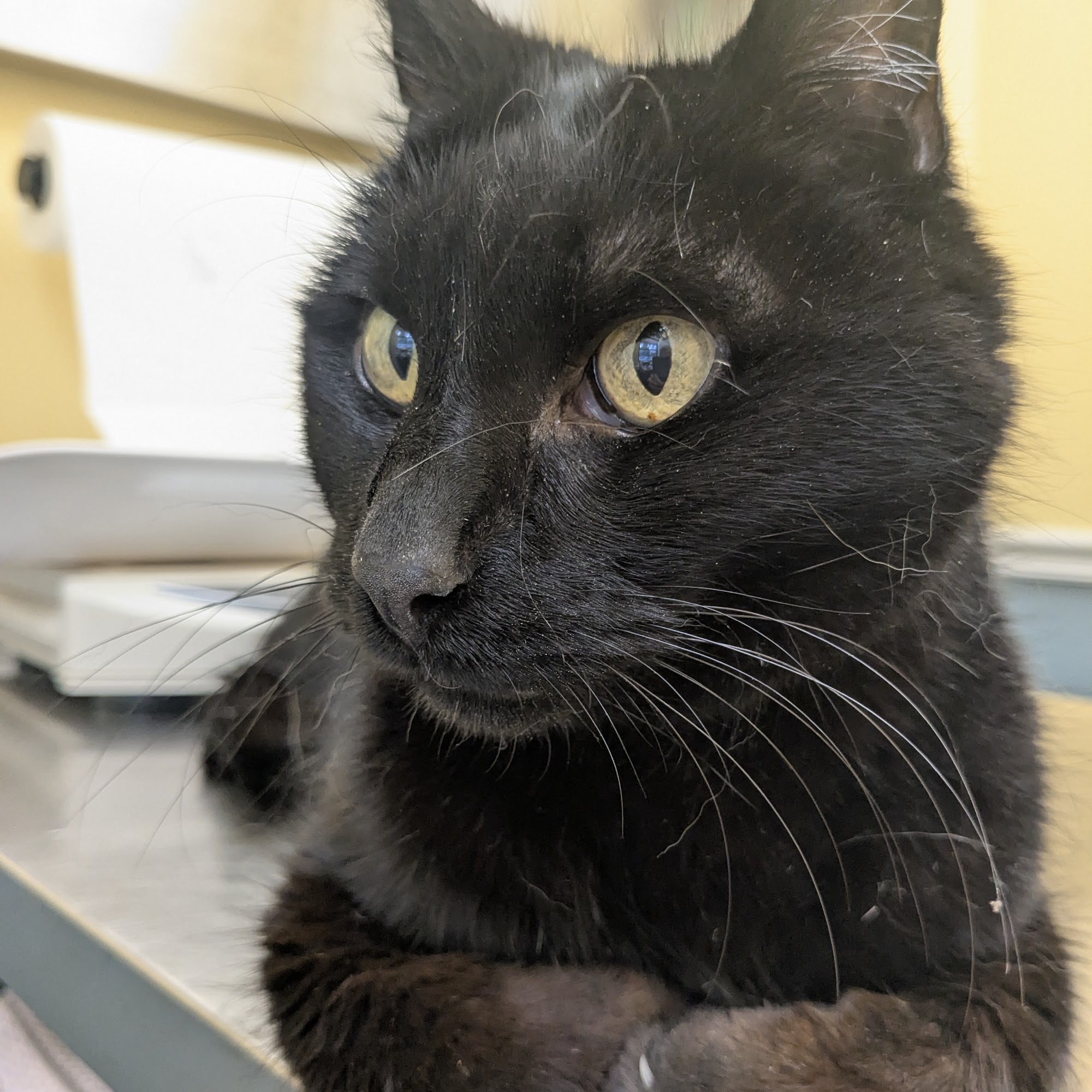 Veterinary Care of Mt Pleasant Pleasantville