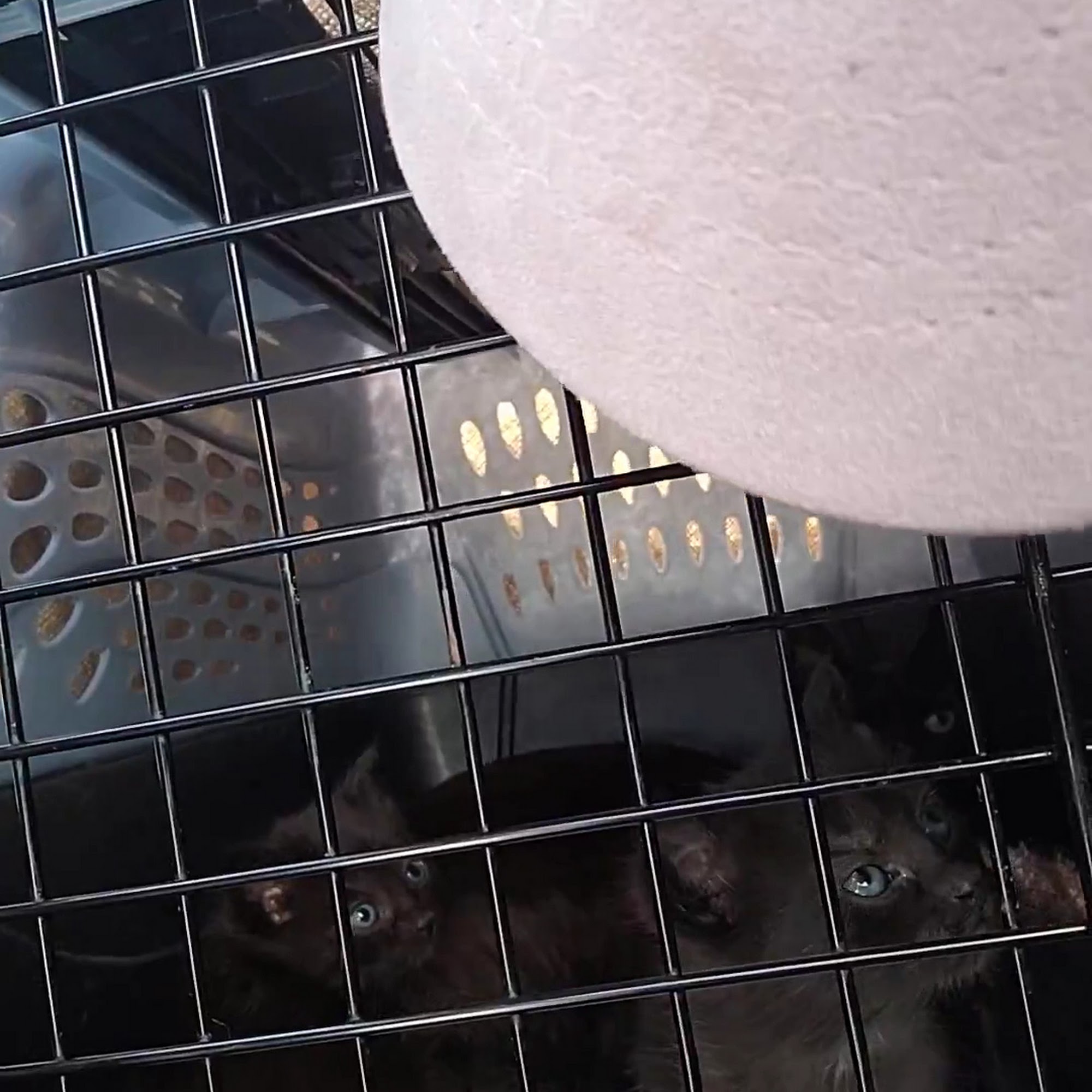 North Regent Animal Clinic Port Chester