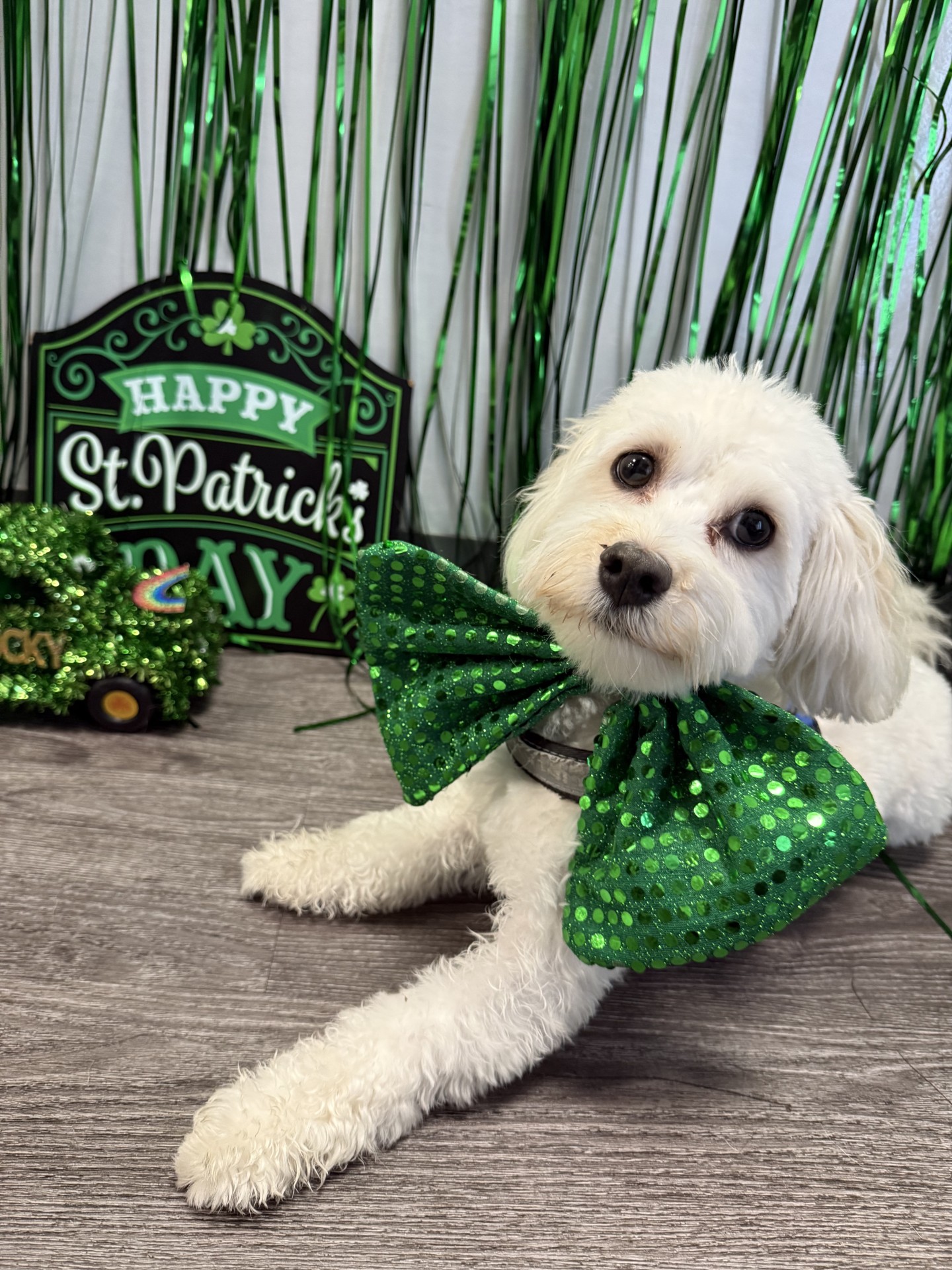 Dogtopia of Port Chester Port Chester