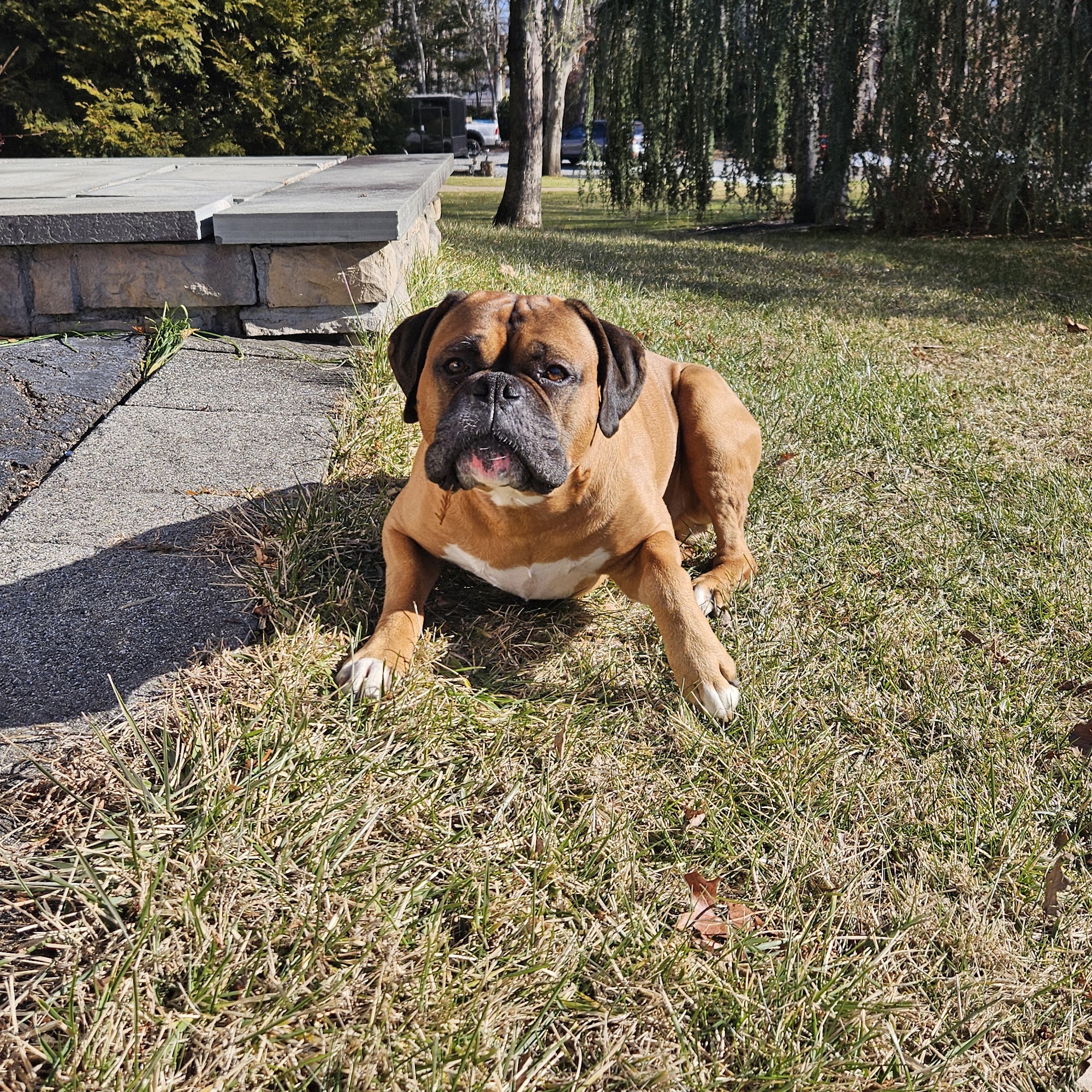 Roosevelt Animal Hospital Port Jefferson Station