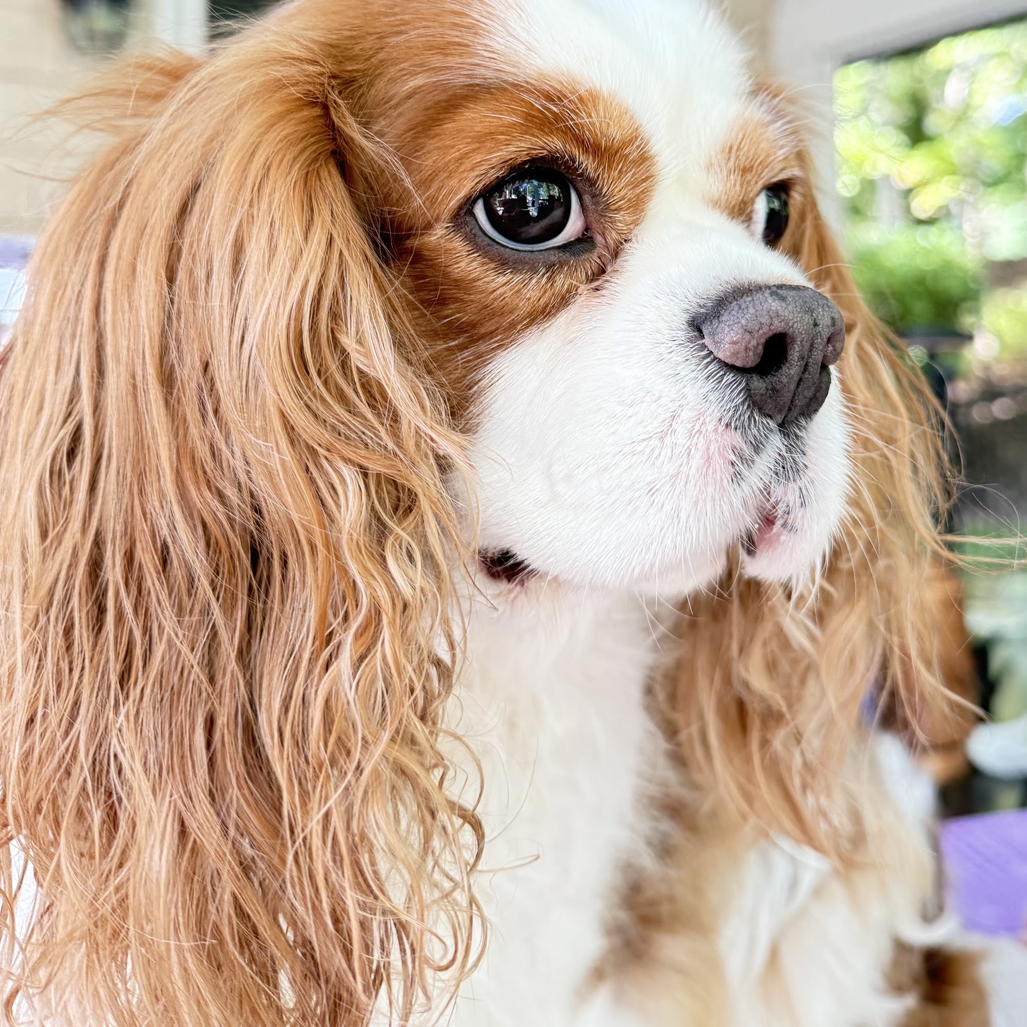 Country Side Animal Hospital Port Jefferson