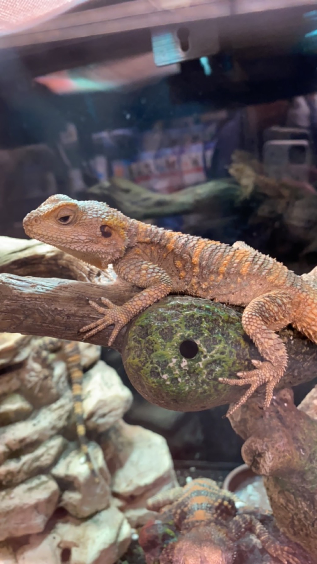 Trinity Pet Port Jervis
