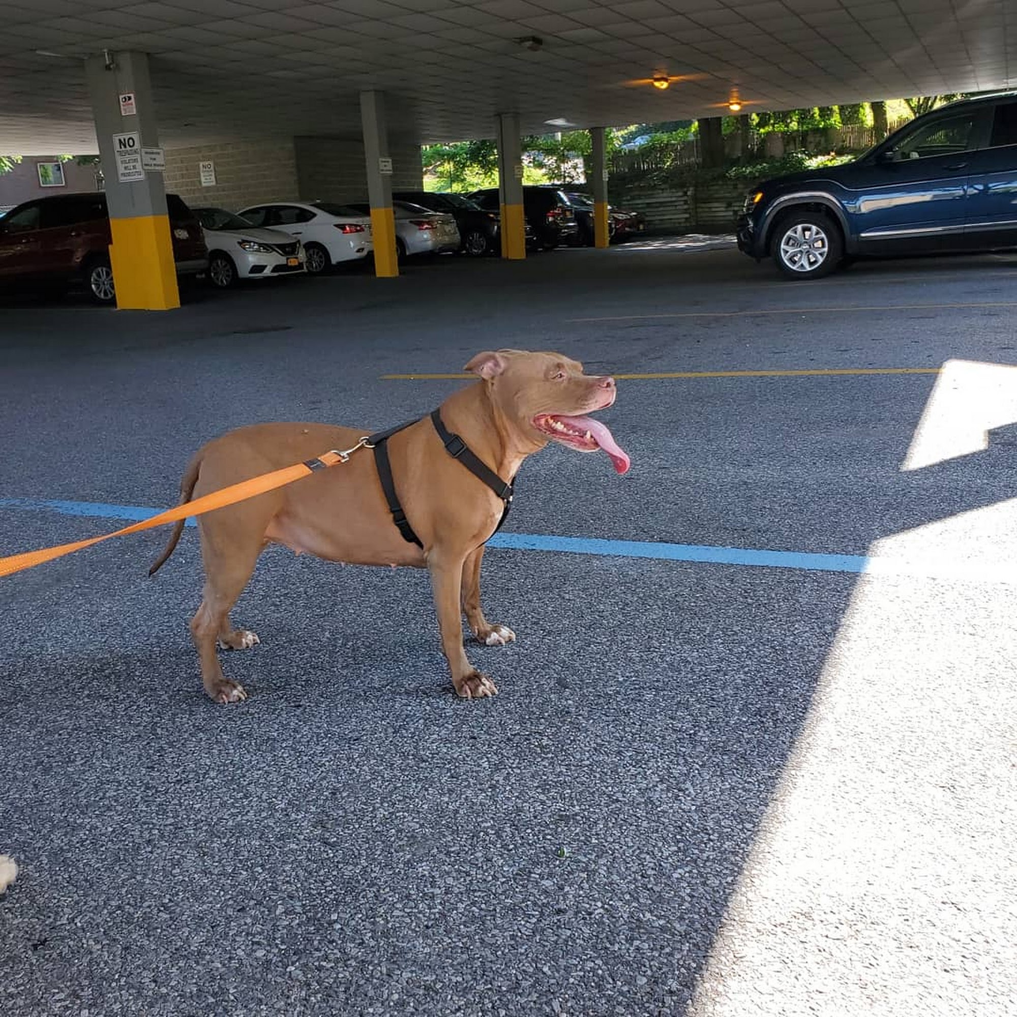 Old Shore Animal Clinic Port Washington