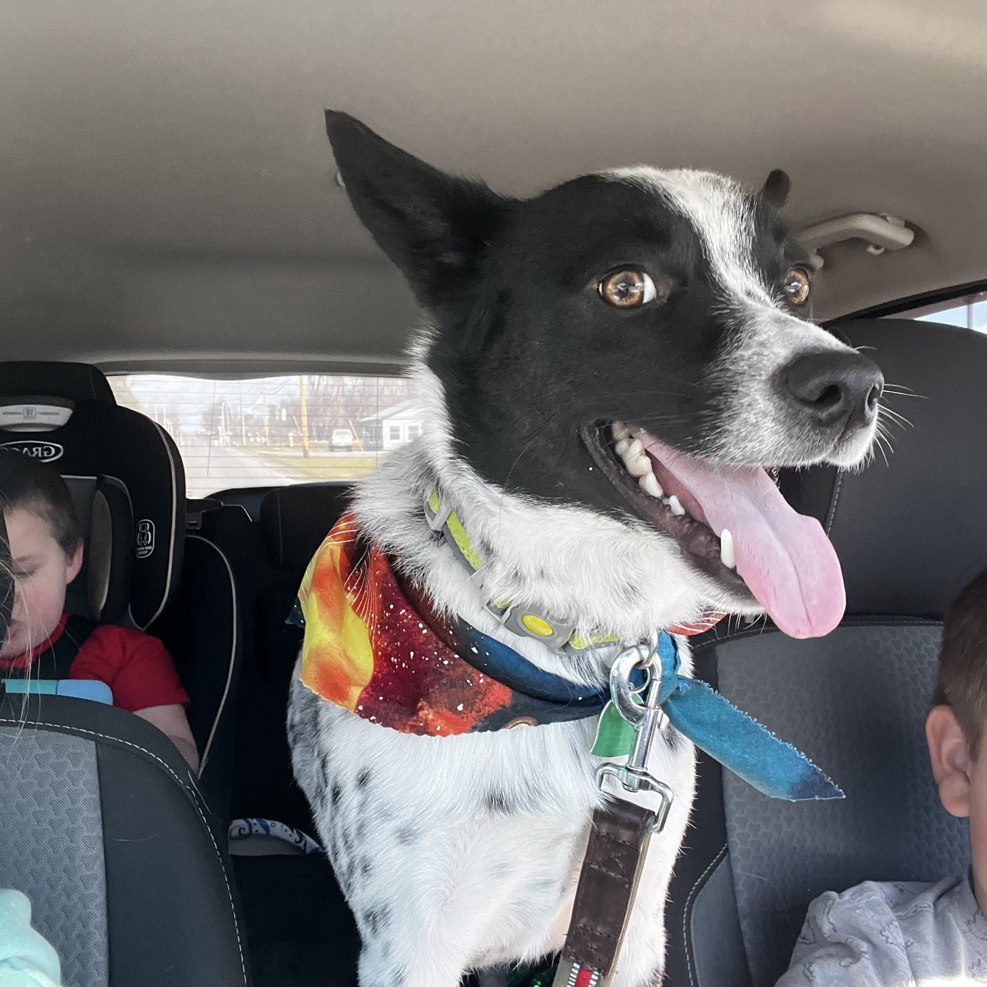 Dog's Best Friend Potsdam