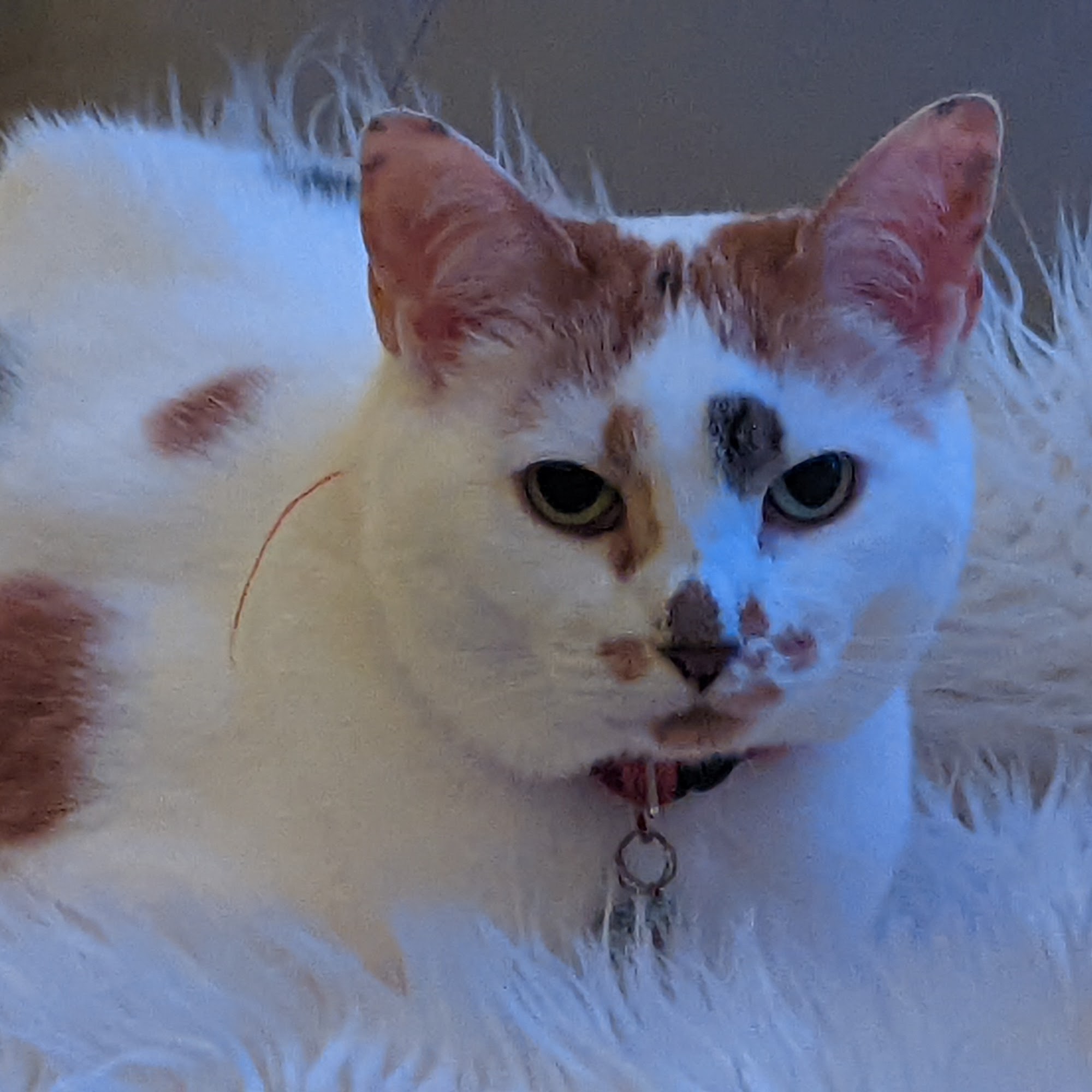 Arlington Animal Hospital Poughkeepsie