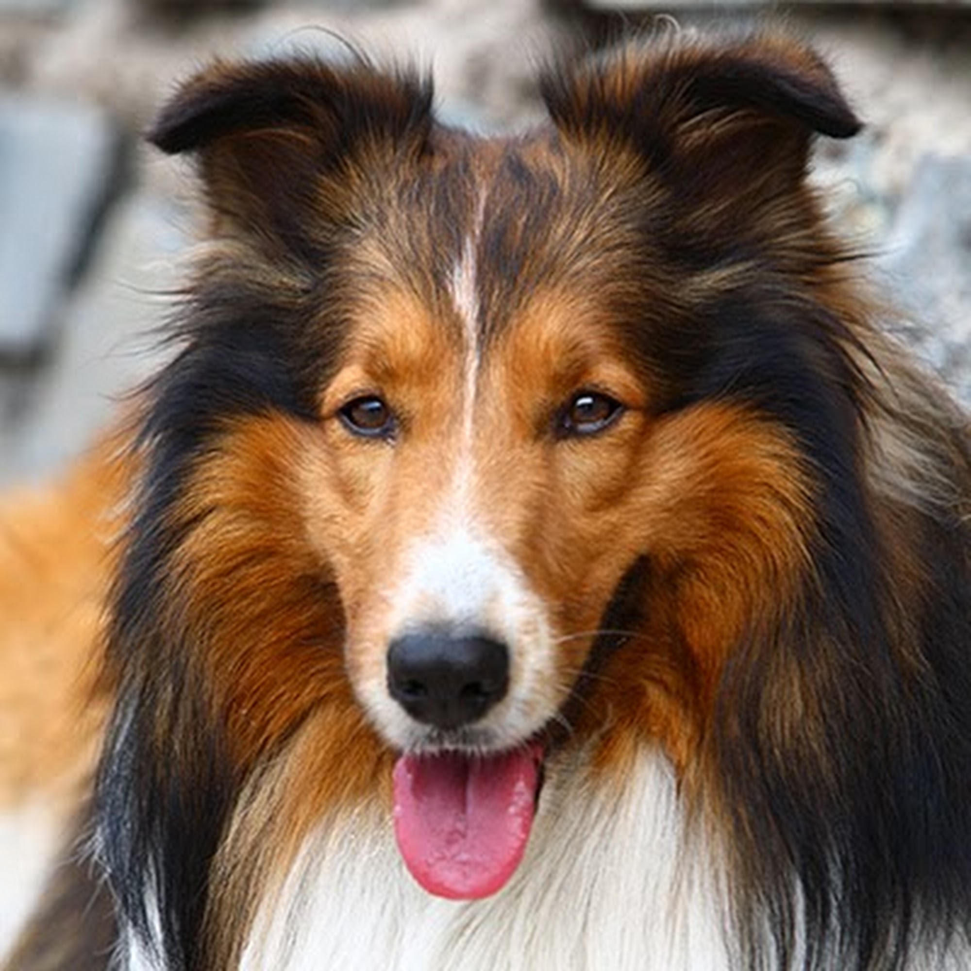 Dutchess County Animal Hospital Poughkeepsie