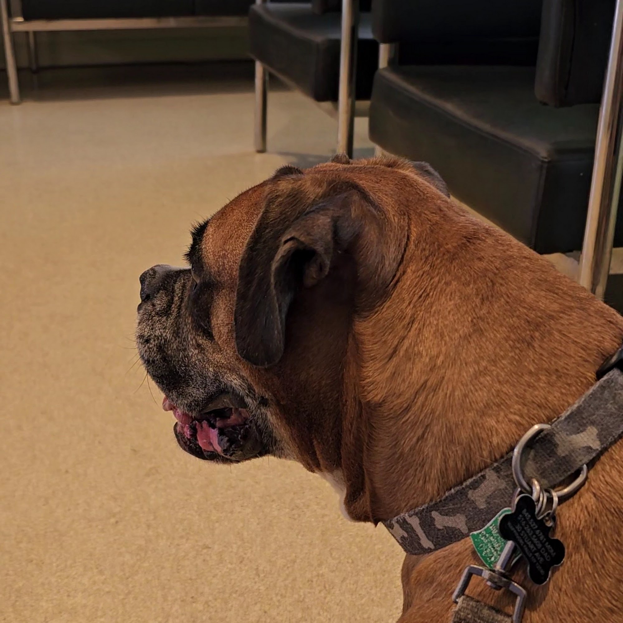 Community Animal Care Poughkeepsie