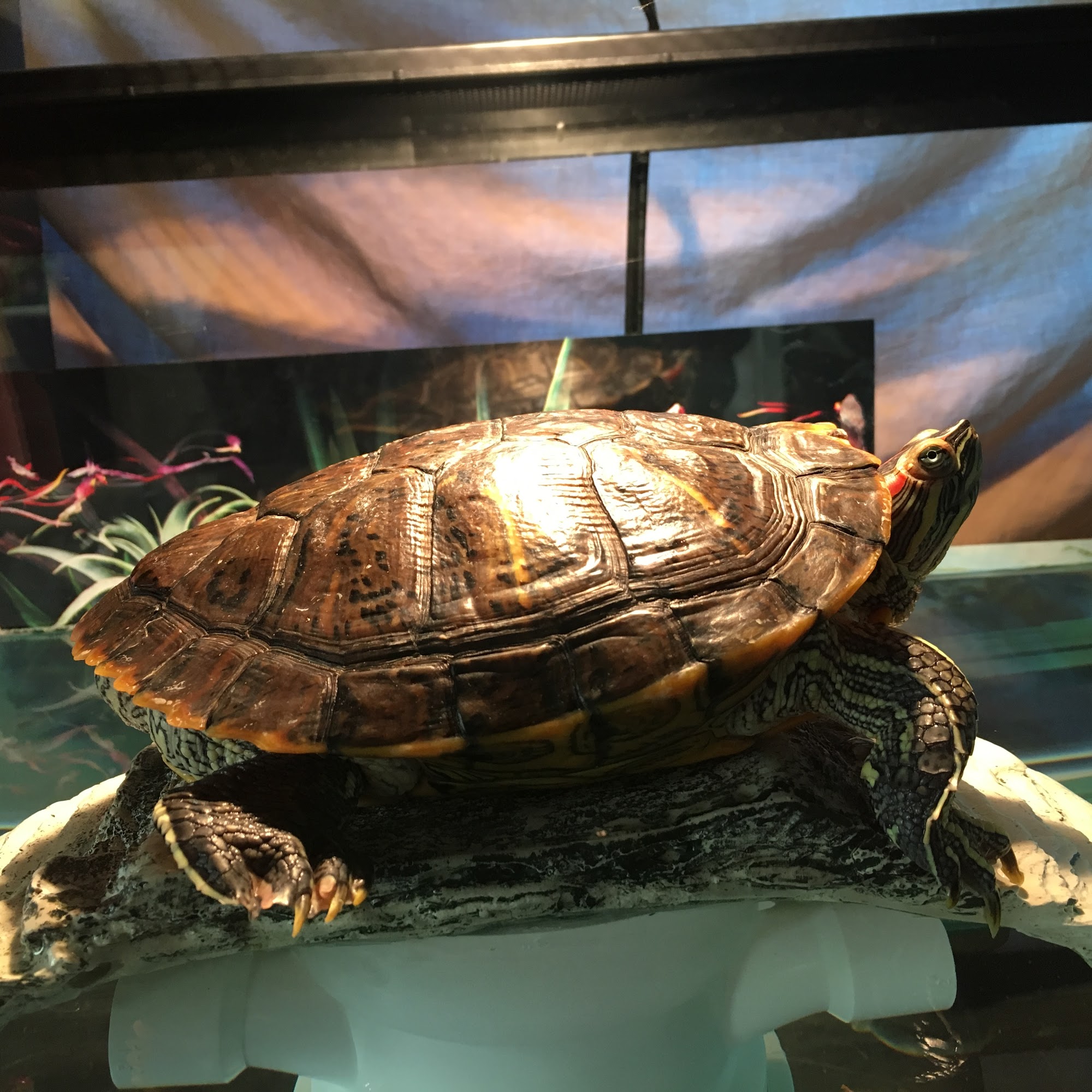 Creature Comforts Animal Hospital, P.C. Poughkeepsie