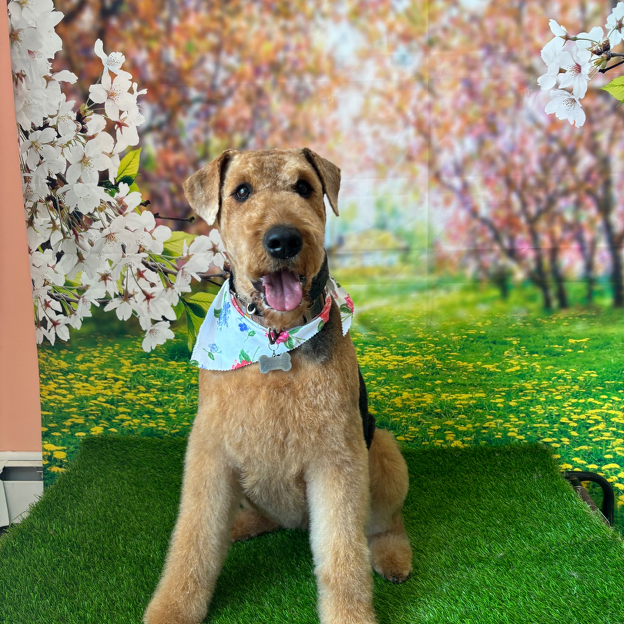 Shampooches Doggie Day Spa Poughkeepsie