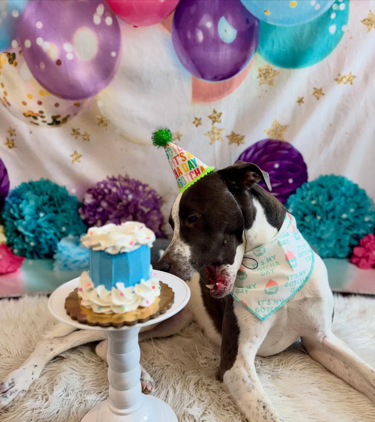 Pampered Pooch Grooming & Boutique Poughkeepsie