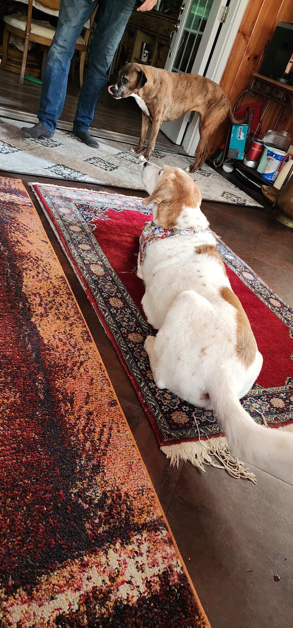 Deb's Dirty Dogs Poughkeepsie