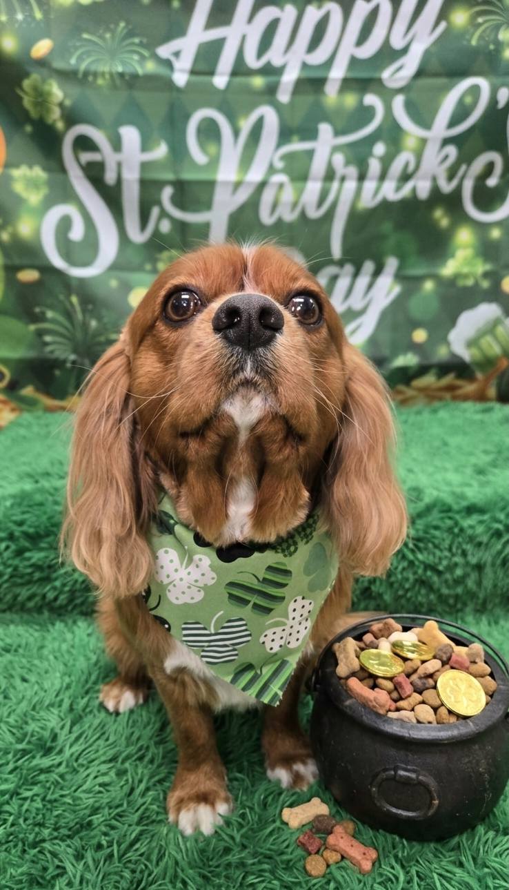 Deb's Dirty Dogs Poughkeepsie