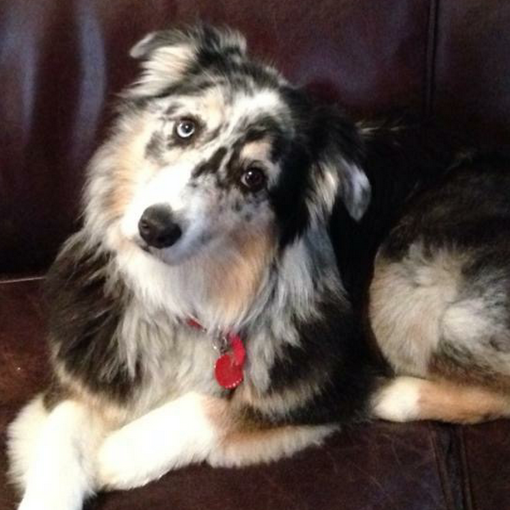 PawPrints Grooming & Boutique Putnam Valley