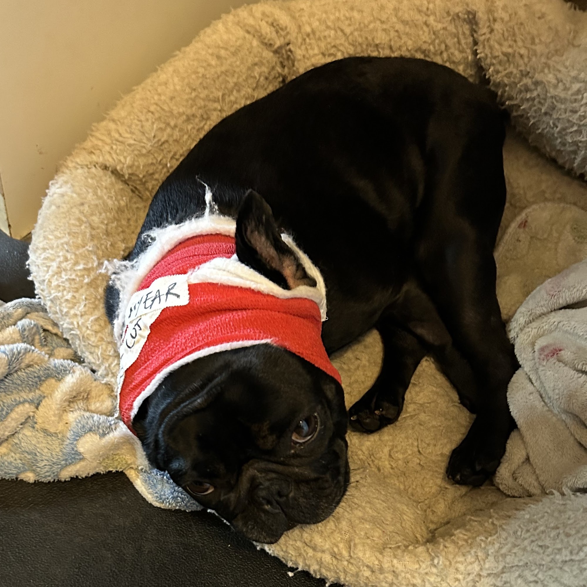 Modern Vet Care Queens