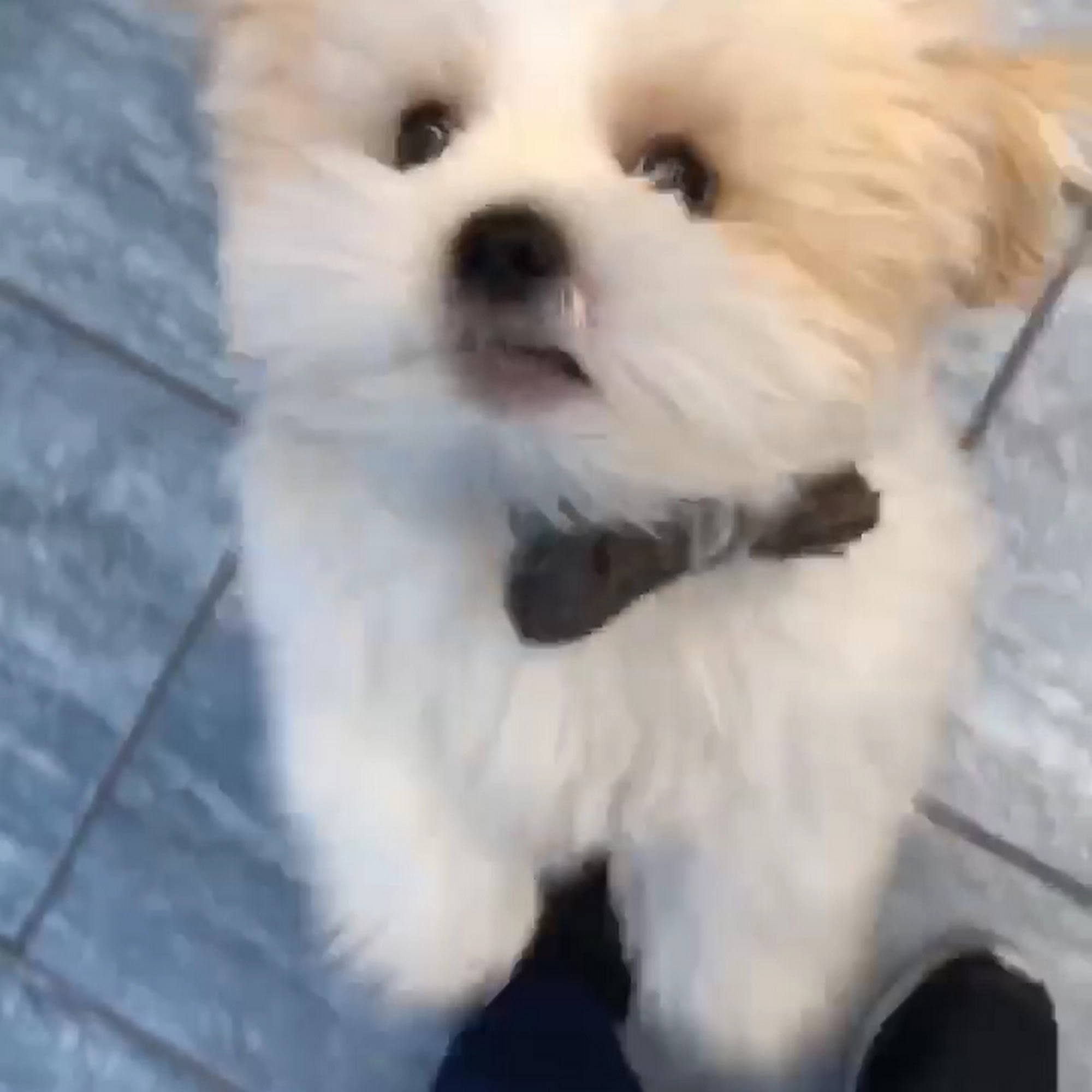 Veterinary Care Group - Glen Oaks Queens