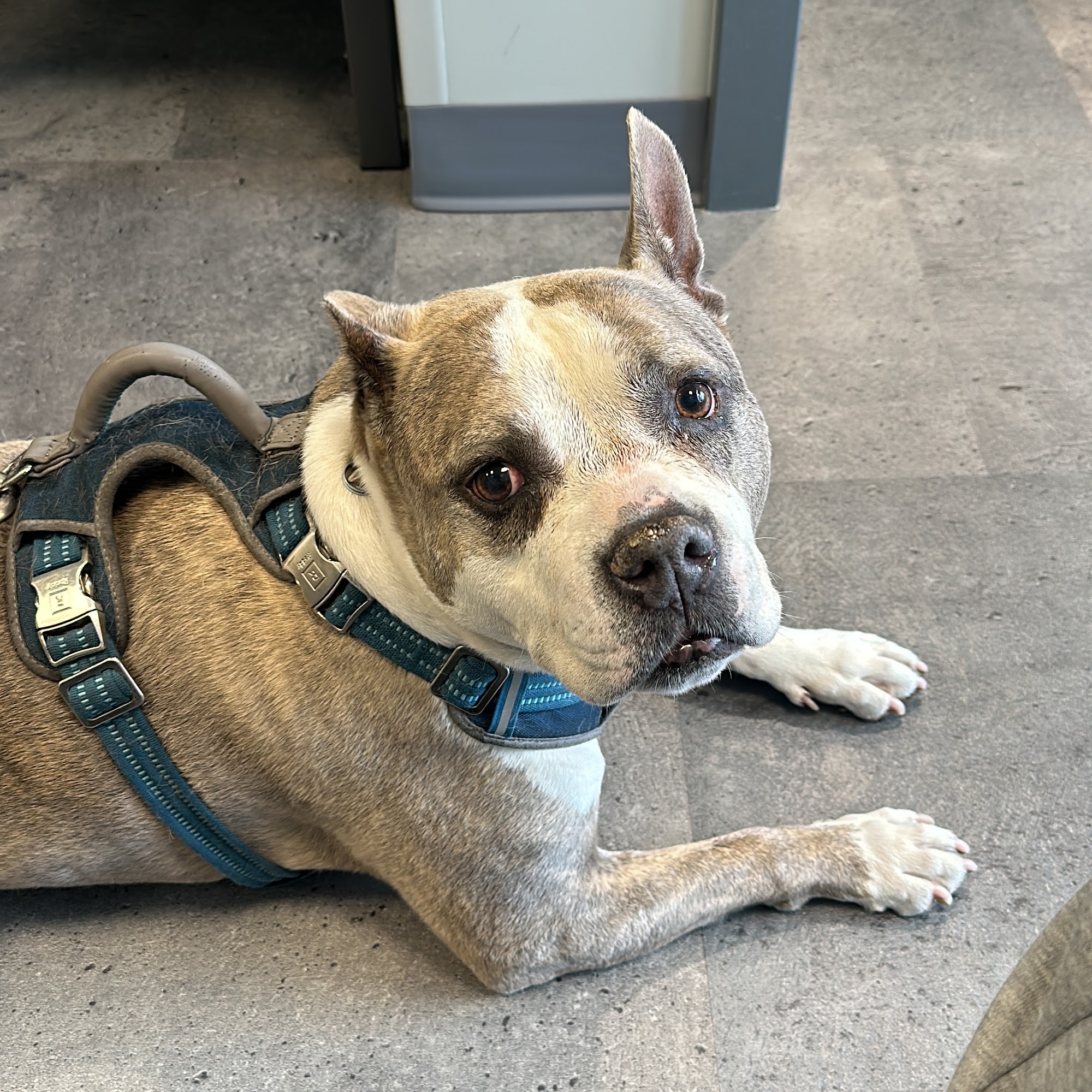 Boulevard Animal Clinic Queens