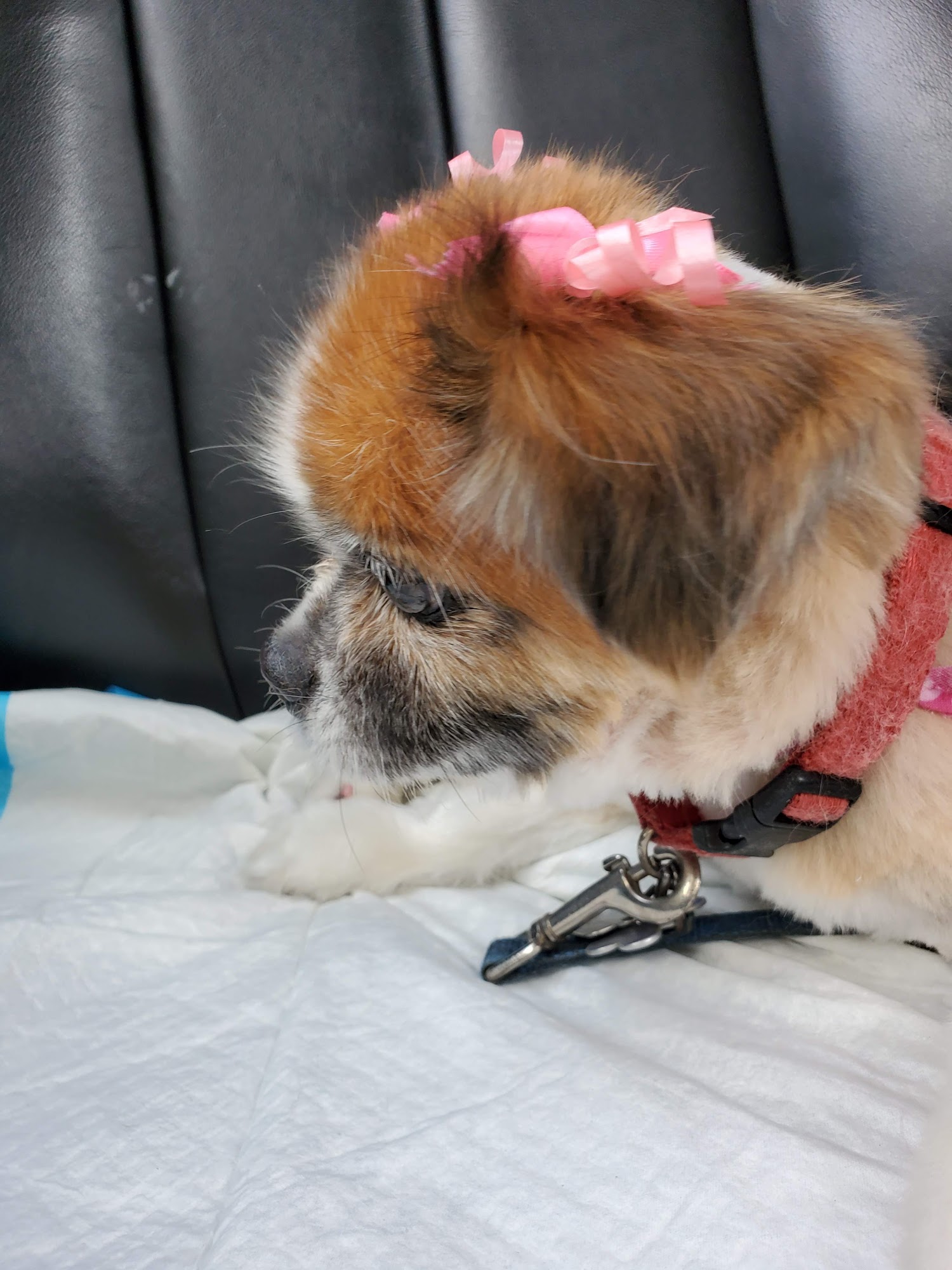 Merrick Blvd Animal Hospital Queens