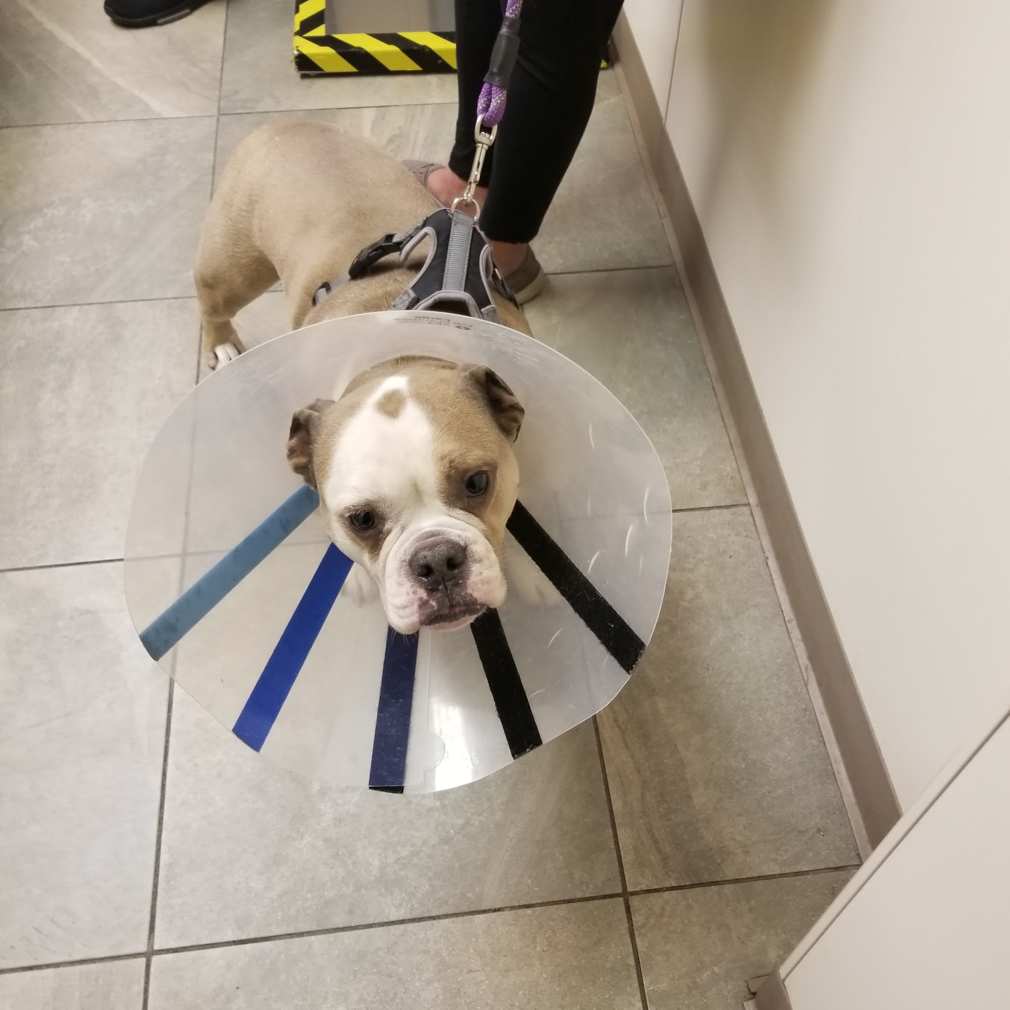 Veterinary Care Group - Whitestone Queens