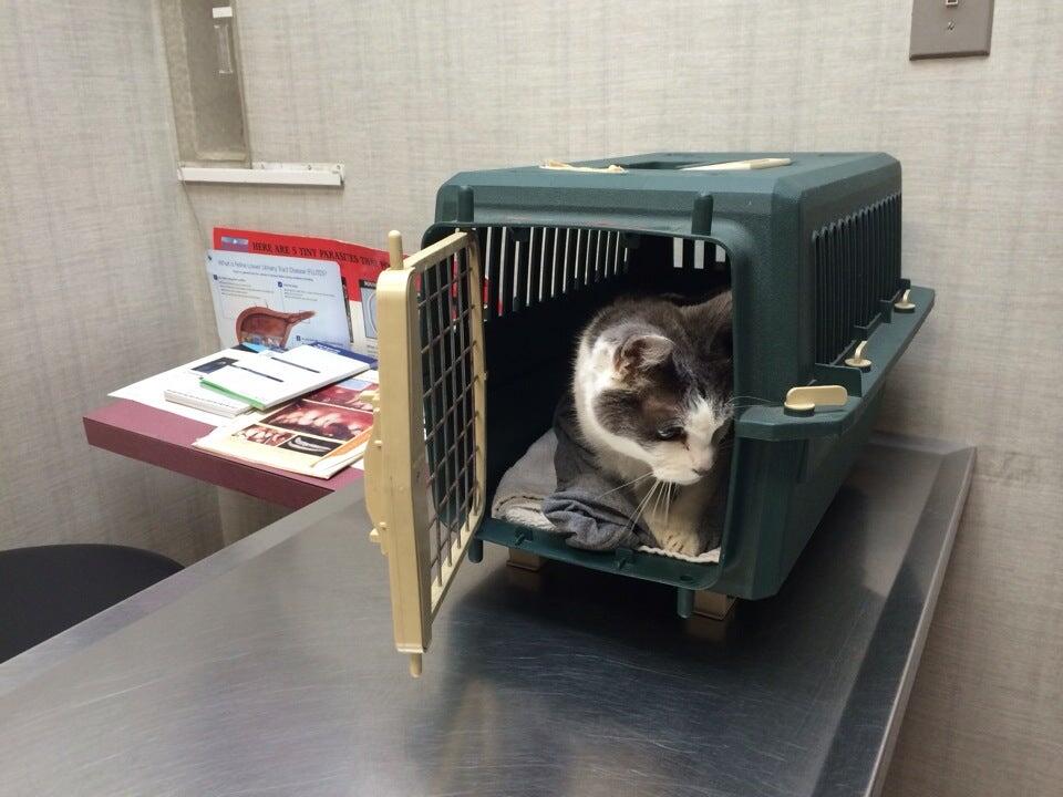 Steinway Court Veterinarian Queens