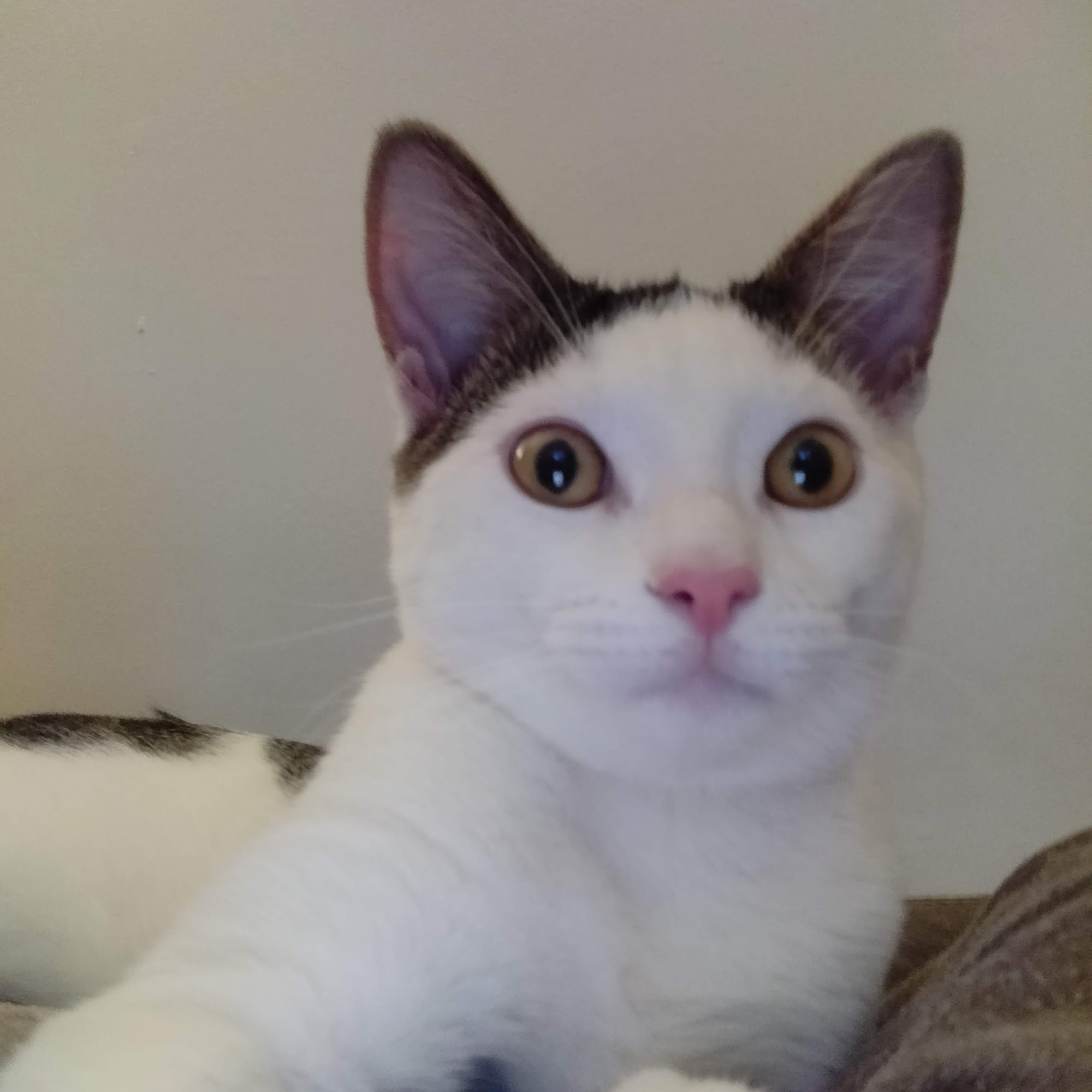 Steinway Court Veterinarian Queens