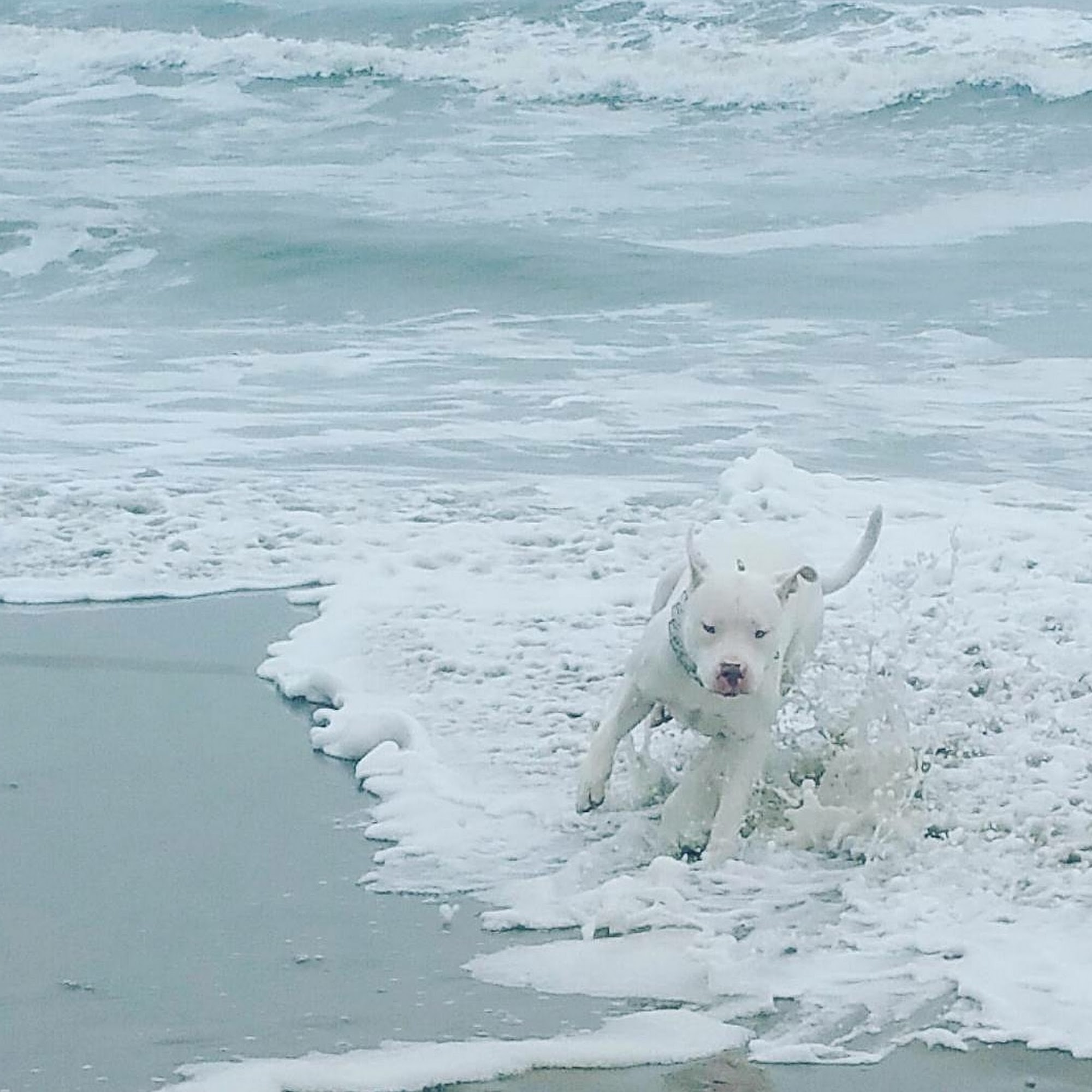 Rockaway Beach Veterinary Services Queens