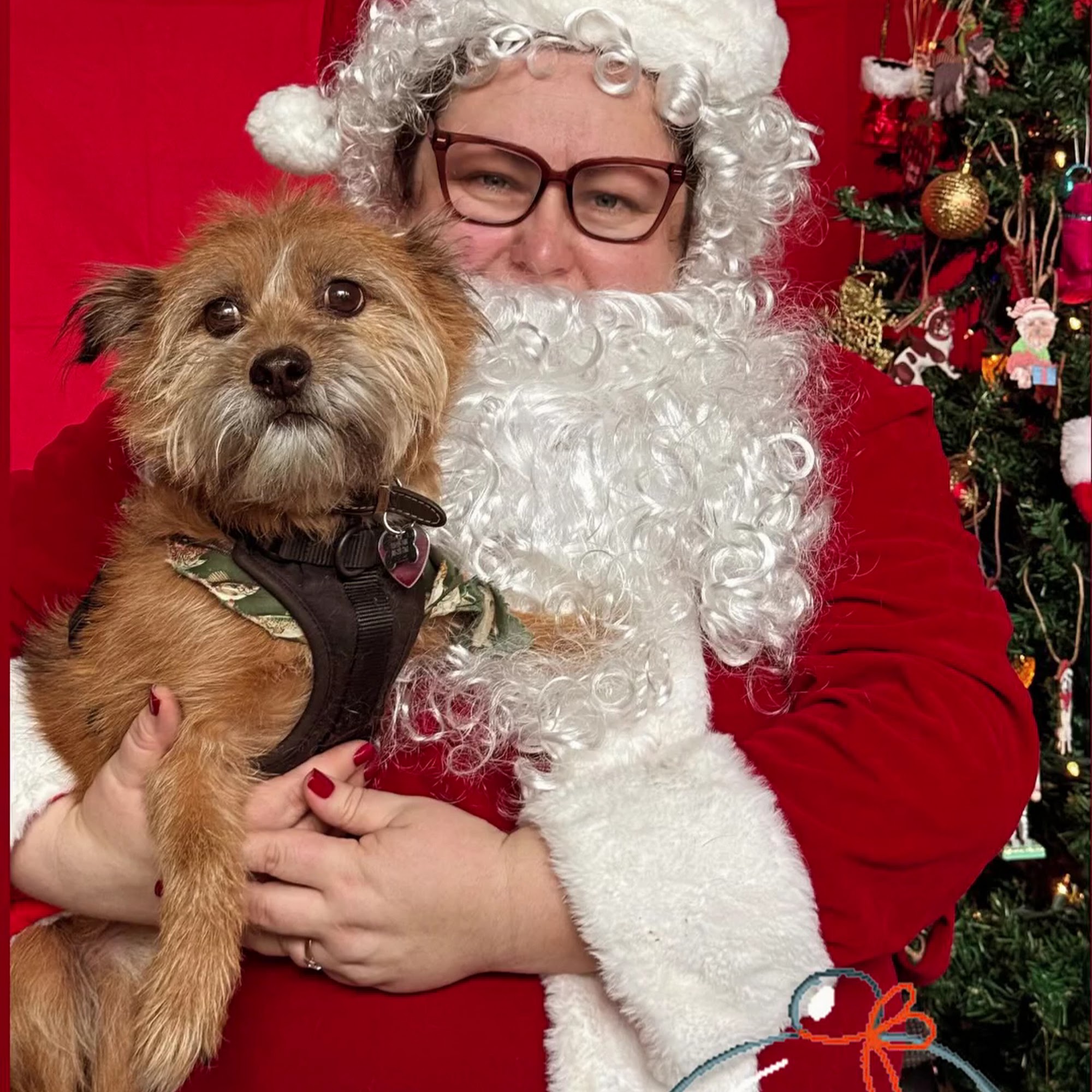 Dog Island City Queens