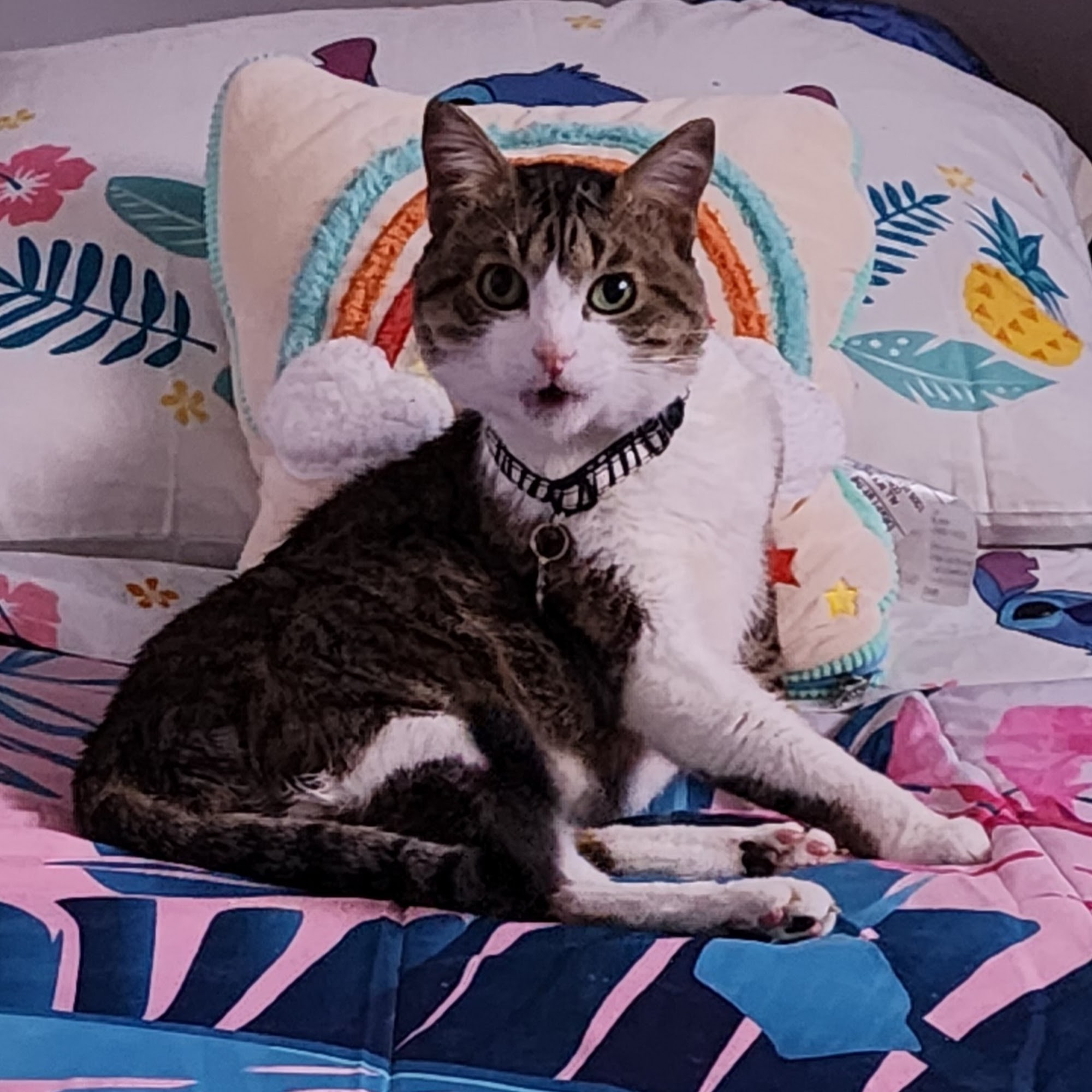 The Pet Doctor of Flushing Queens