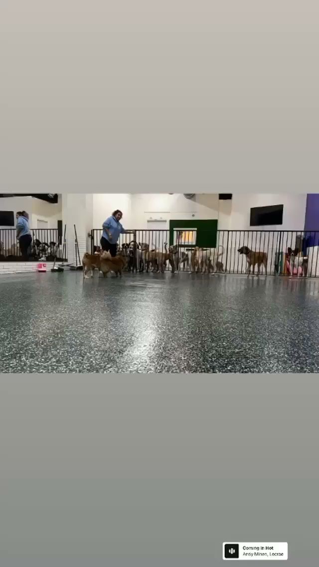 NYC Pet Services Queens