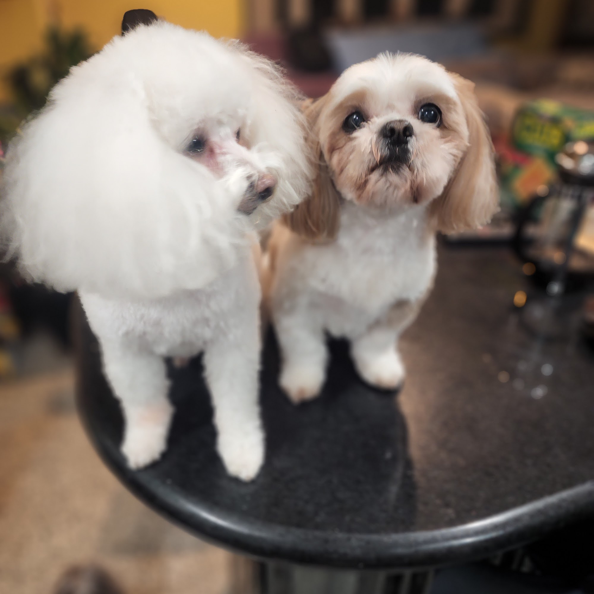 All City Pet Cremation Queens